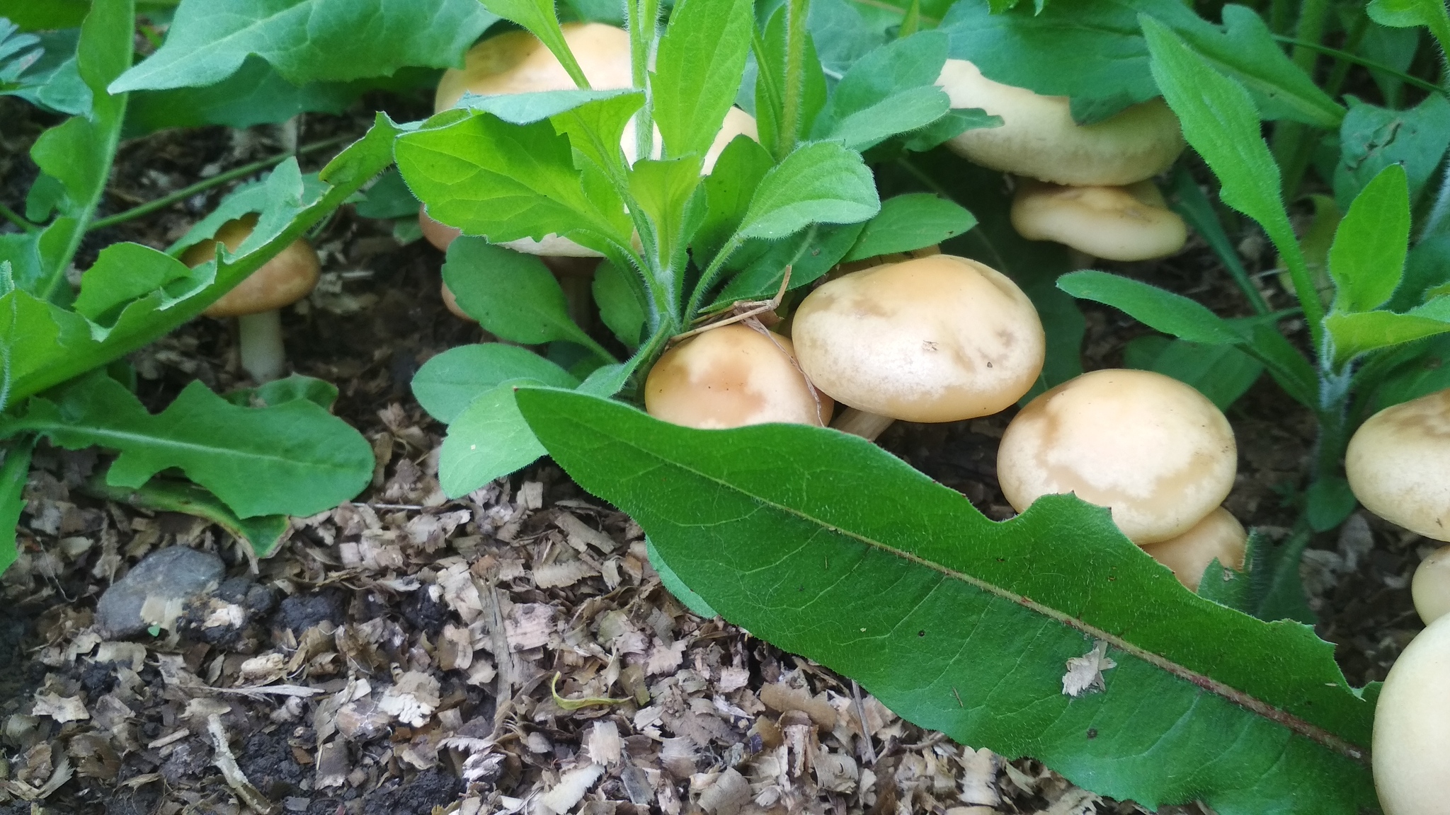 Identification - My, Mushrooms, Question, Longpost