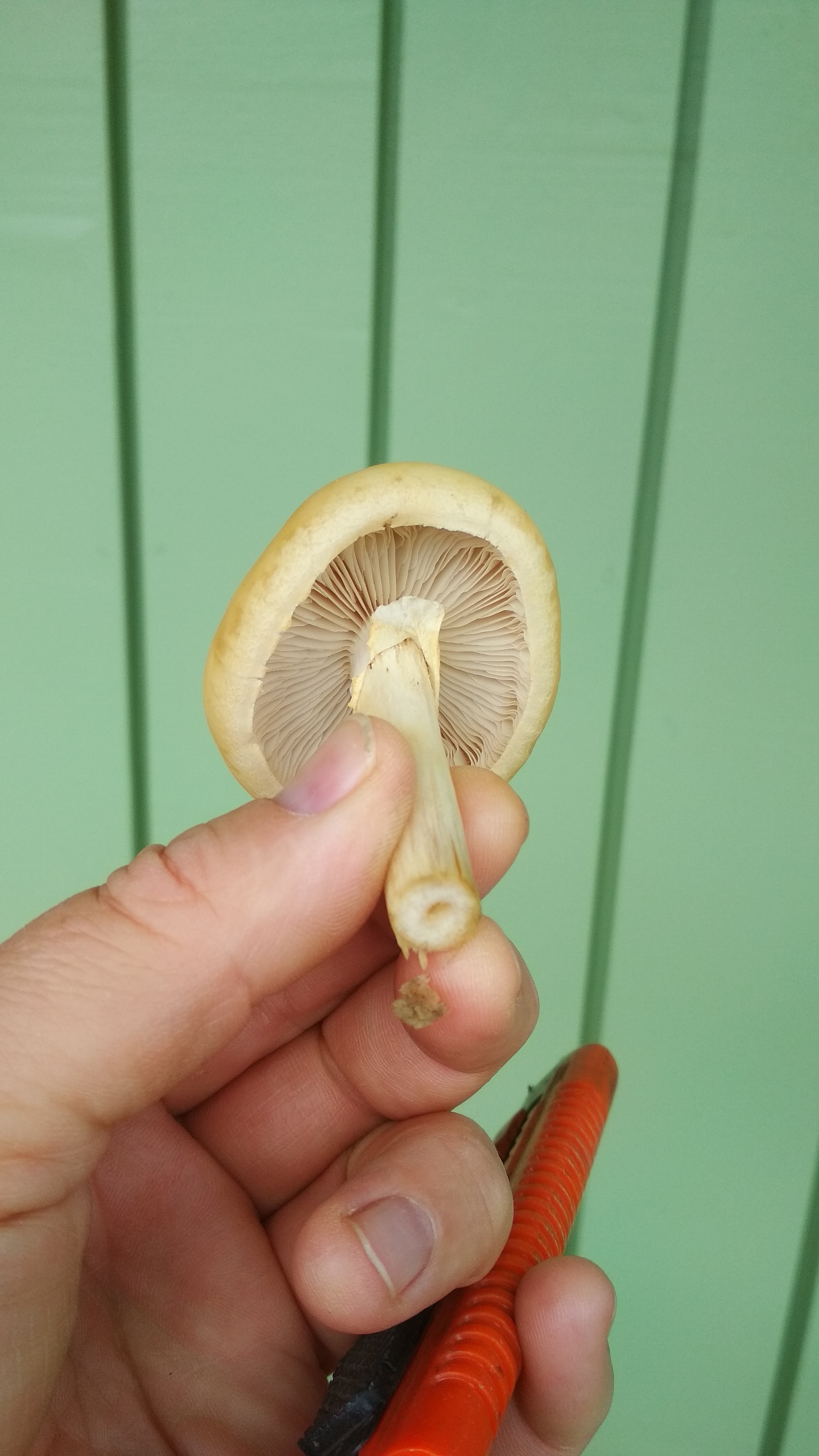 Identification - My, Mushrooms, Question, Longpost