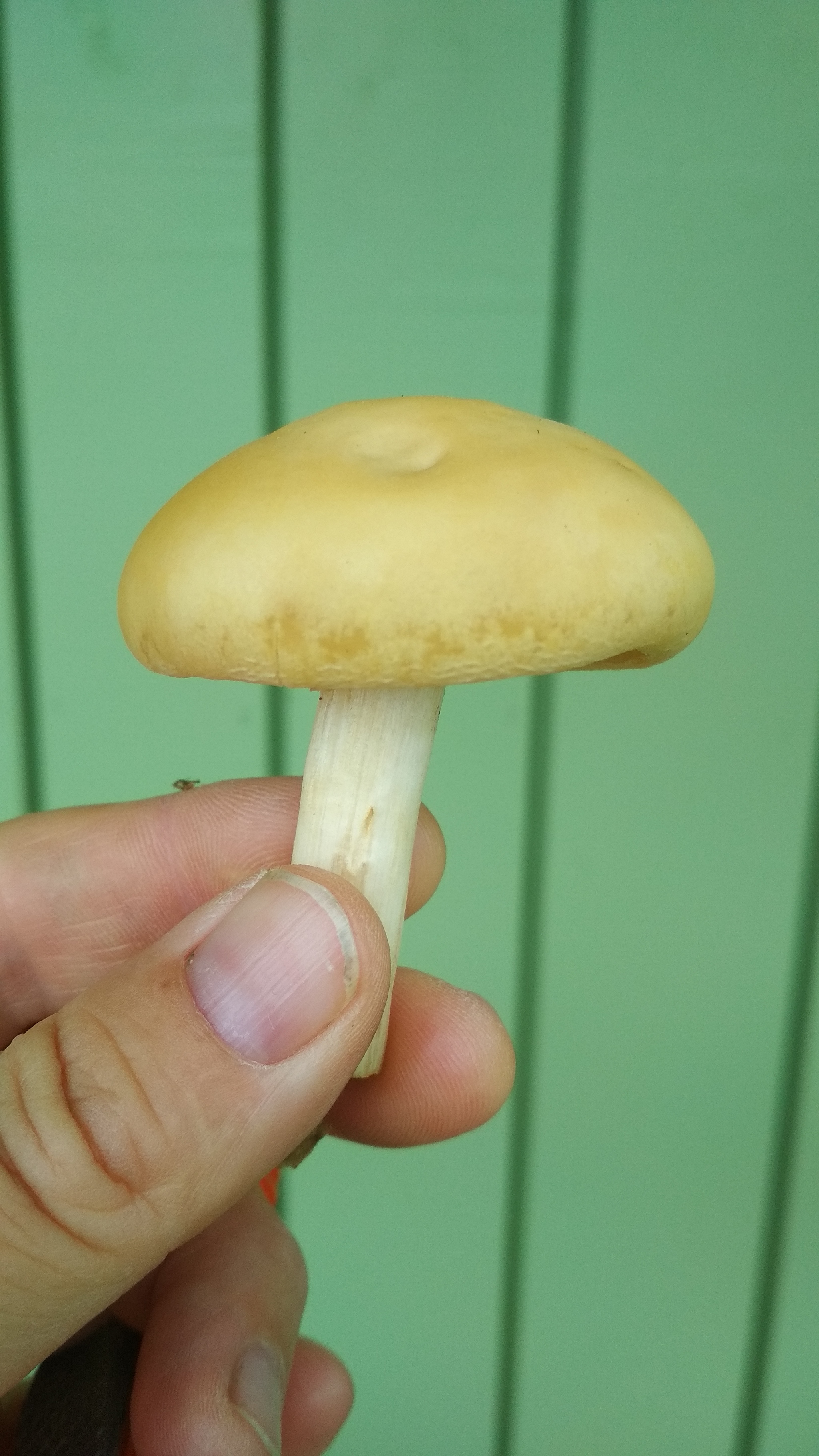 Identification - My, Mushrooms, Question, Longpost