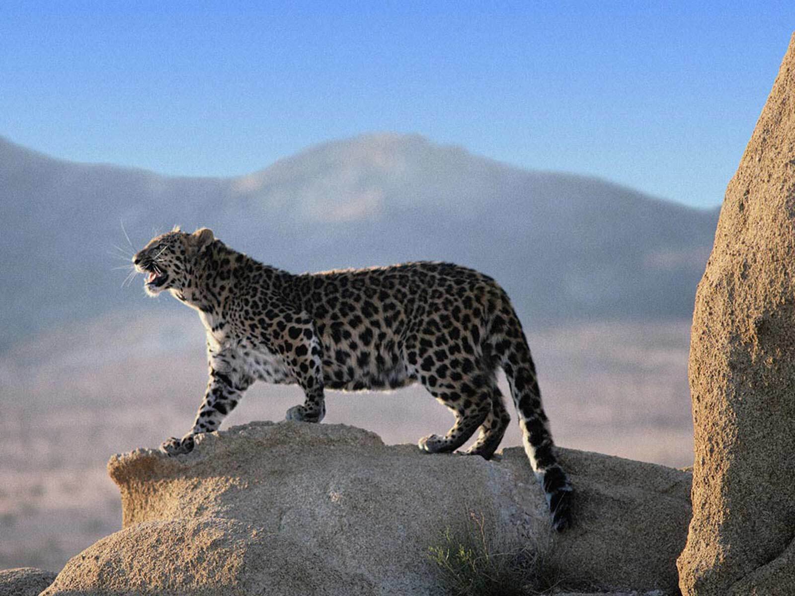 The number of snow leopards in Altai is stable - Snow Leopard, Big cats, Cat family, Predatory animals, Rare view, Red Book, Species conservation, Altai Republic, WWF, National park, Reserves and sanctuaries, Interesting, Informative, Animal protection, Phototrap, Video, Vertical video, Longpost