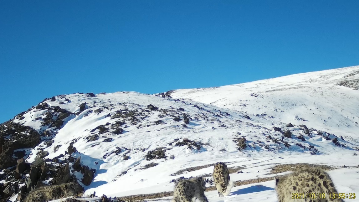 The number of snow leopards in Altai is stable - Snow Leopard, Big cats, Cat family, Predatory animals, Rare view, Red Book, Species conservation, Altai Republic, WWF, National park, Reserves and sanctuaries, Interesting, Informative, Animal protection, Phototrap, Video, Vertical video, Longpost