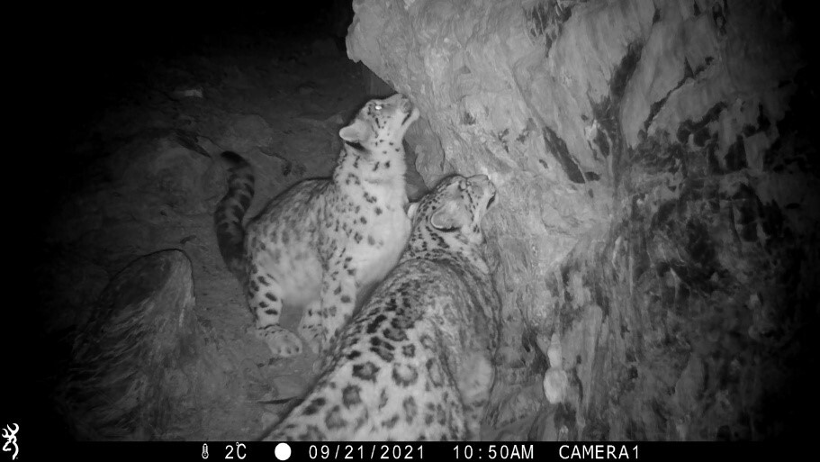 The number of snow leopards in Altai is stable - Snow Leopard, Big cats, Cat family, Predatory animals, Rare view, Red Book, Species conservation, Altai Republic, WWF, National park, Reserves and sanctuaries, Interesting, Informative, Animal protection, Phototrap, Video, Vertical video, Longpost