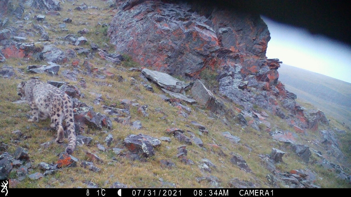 The number of snow leopards in Altai is stable - Snow Leopard, Big cats, Cat family, Predatory animals, Rare view, Red Book, Species conservation, Altai Republic, WWF, National park, Reserves and sanctuaries, Interesting, Informative, Animal protection, Phototrap, Video, Vertical video, Longpost