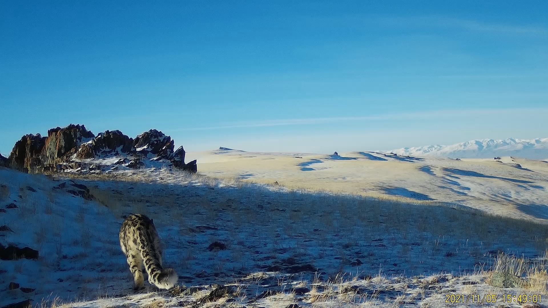 The number of snow leopards in Altai is stable - Snow Leopard, Big cats, Cat family, Predatory animals, Rare view, Red Book, Species conservation, Altai Republic, WWF, National park, Reserves and sanctuaries, Interesting, Informative, Animal protection, Phototrap, Video, Vertical video, Longpost