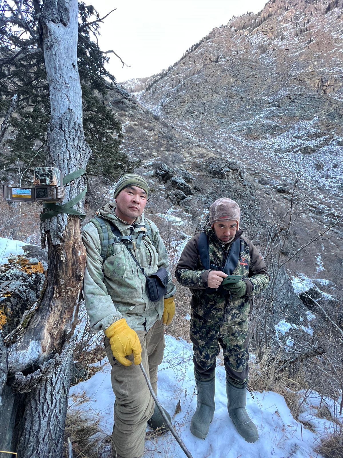 The number of snow leopards in Altai is stable - Snow Leopard, Big cats, Cat family, Predatory animals, Rare view, Red Book, Species conservation, Altai Republic, WWF, National park, Reserves and sanctuaries, Interesting, Informative, Animal protection, Phototrap, Video, Vertical video, Longpost