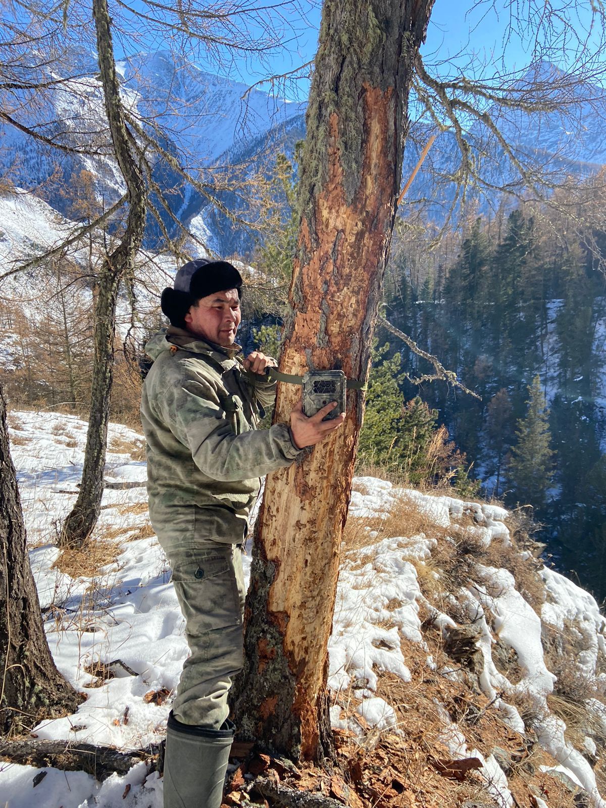 The number of snow leopards in Altai is stable - Snow Leopard, Big cats, Cat family, Predatory animals, Rare view, Red Book, Species conservation, Altai Republic, WWF, National park, Reserves and sanctuaries, Interesting, Informative, Animal protection, Phototrap, Video, Vertical video, Longpost