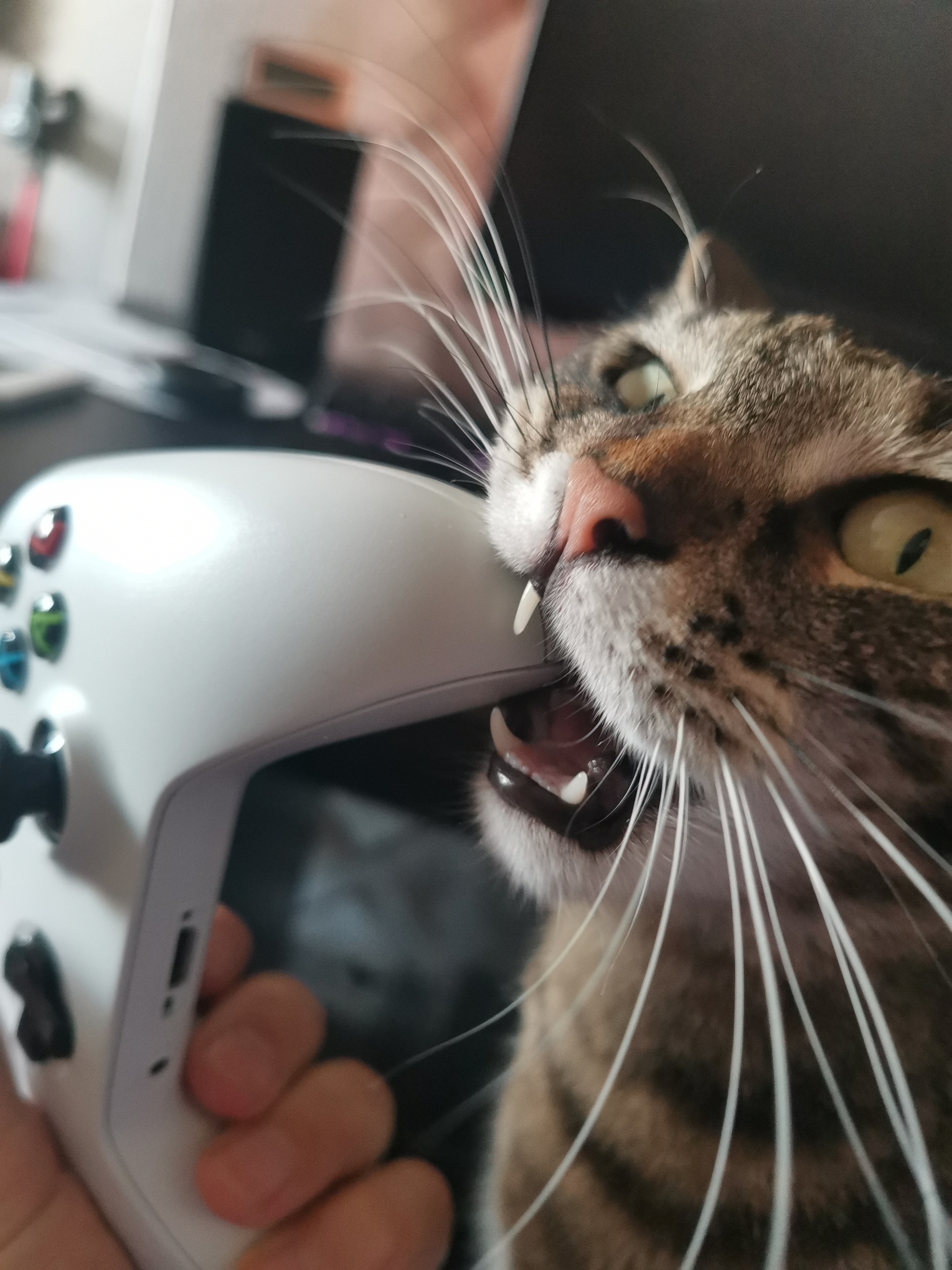 Don't play, think! - My, cat, Gamepad, Neesh Podumu