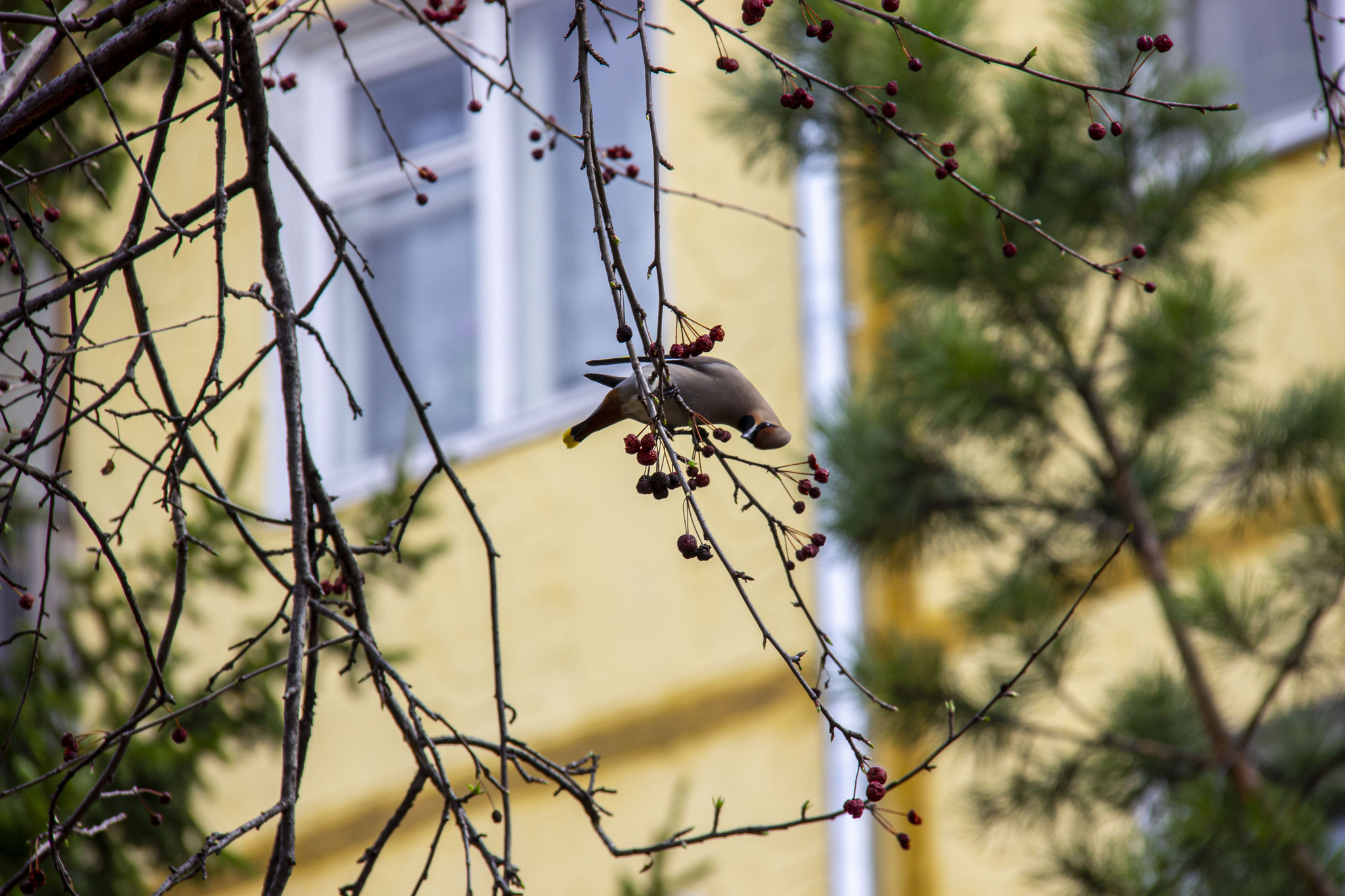 The waxwings have arrived - My, Photo hunting, Waxwing, Birds, Krasnoyarsk, Longpost