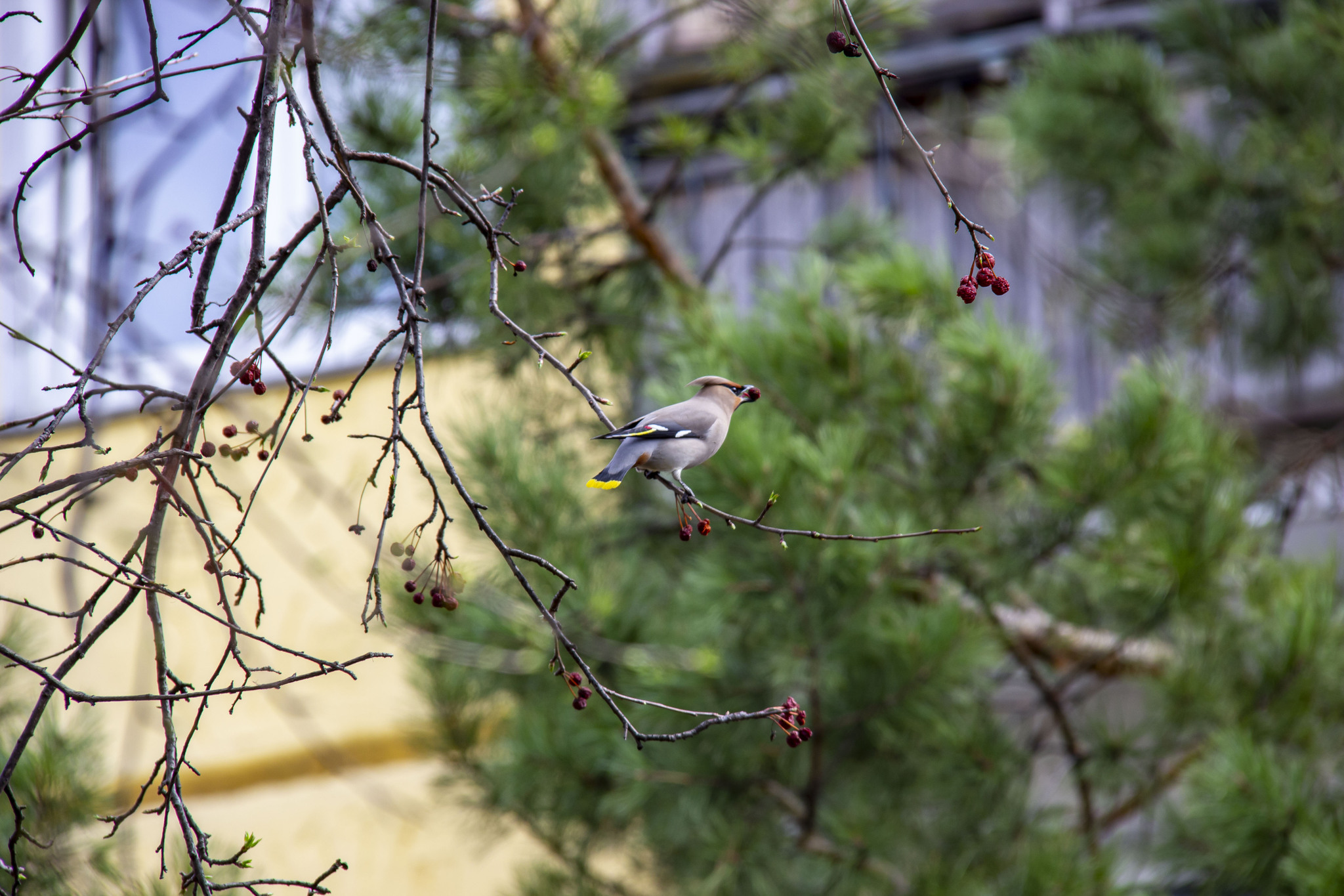 The waxwings have arrived - My, Photo hunting, Waxwing, Birds, Krasnoyarsk, Longpost