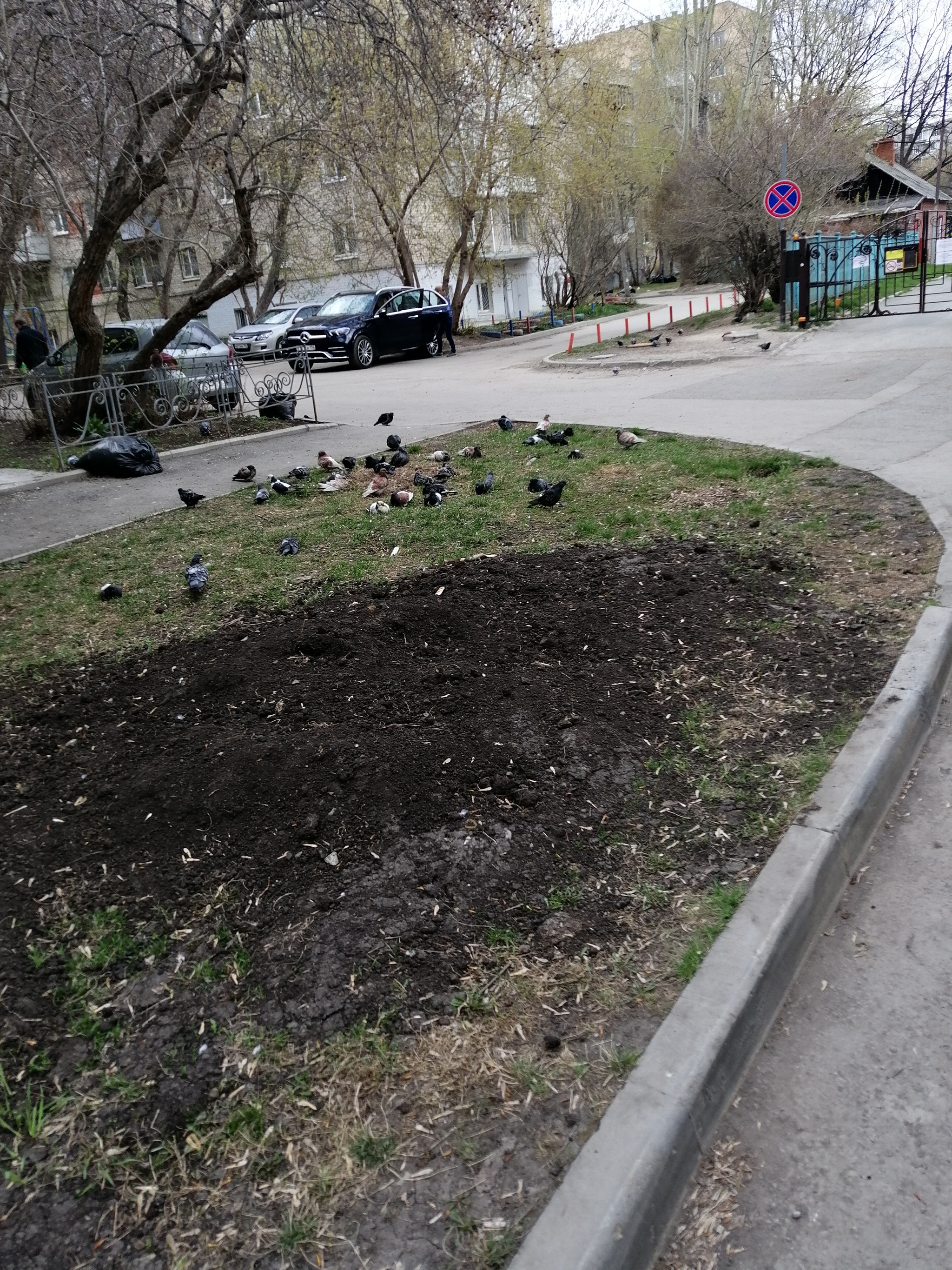 How to get rid of pigeons? - Pigeon, Litter, Madness, Cleaning, Adjacent territory, Help, Dirt, Beautification, Longpost