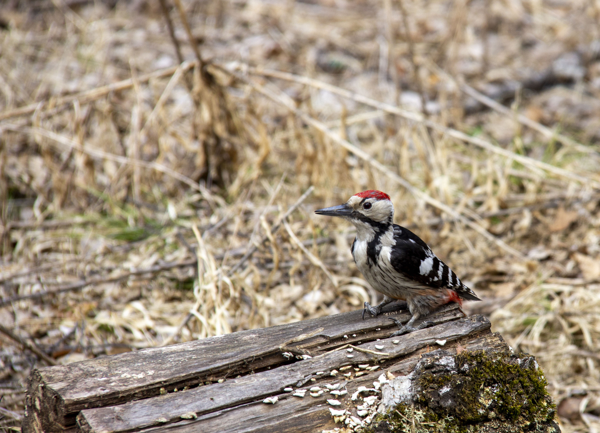 Hungry white-backed woodpecker - My, Birds, Krasnoyarsk, Longpost, White-backed woodpecker, Woodpeckers