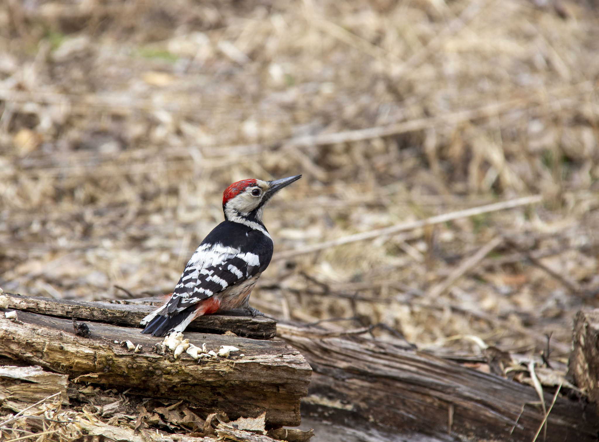 Hungry white-backed woodpecker - My, Birds, Krasnoyarsk, Longpost, White-backed woodpecker, Woodpeckers