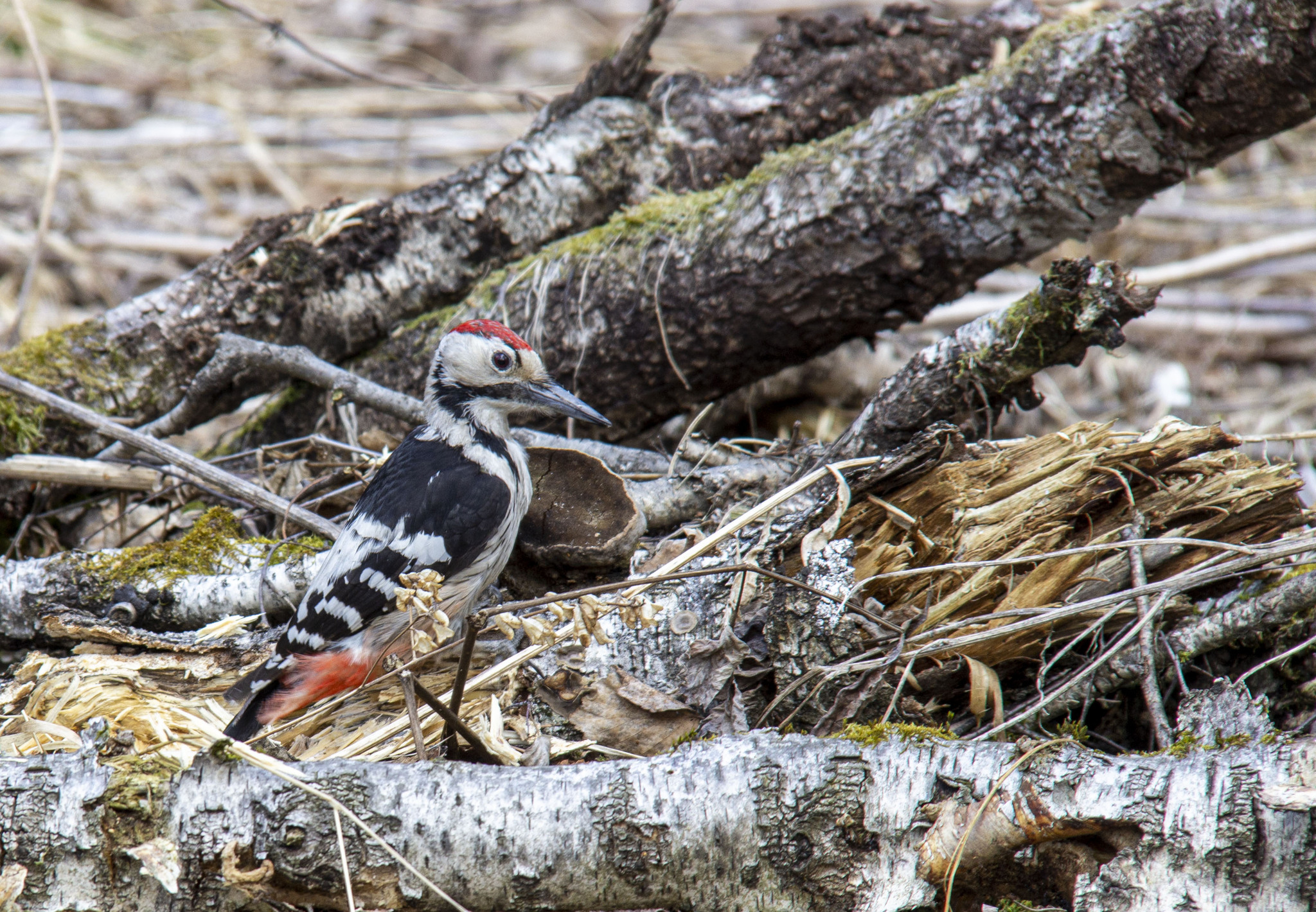 Hungry white-backed woodpecker - My, Birds, Krasnoyarsk, Longpost, White-backed woodpecker, Woodpeckers