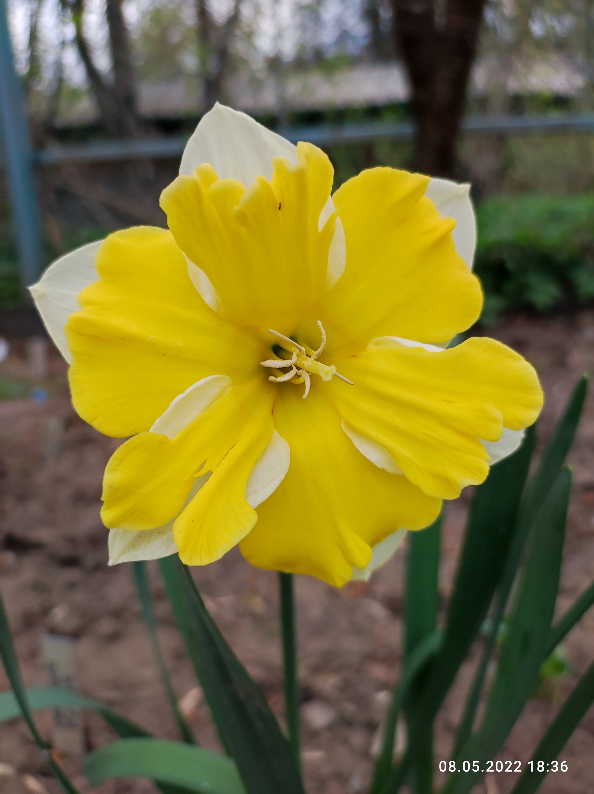 And beauty bloomed in our yard :) - My, Flowers, Daffodils flowers, Host, Longpost, The photo