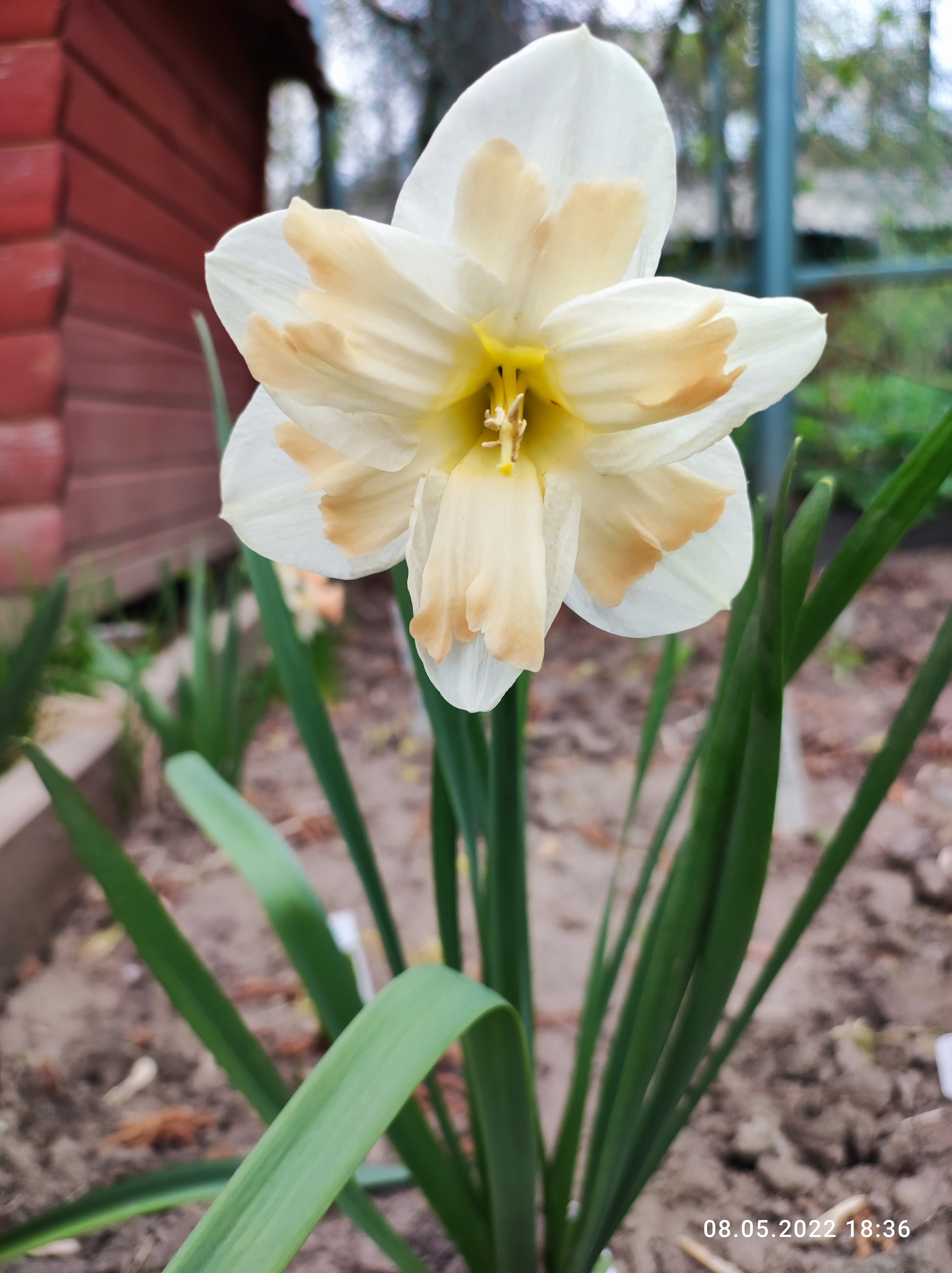 And beauty bloomed in our yard :) - My, Flowers, Daffodils flowers, Host, Longpost, The photo