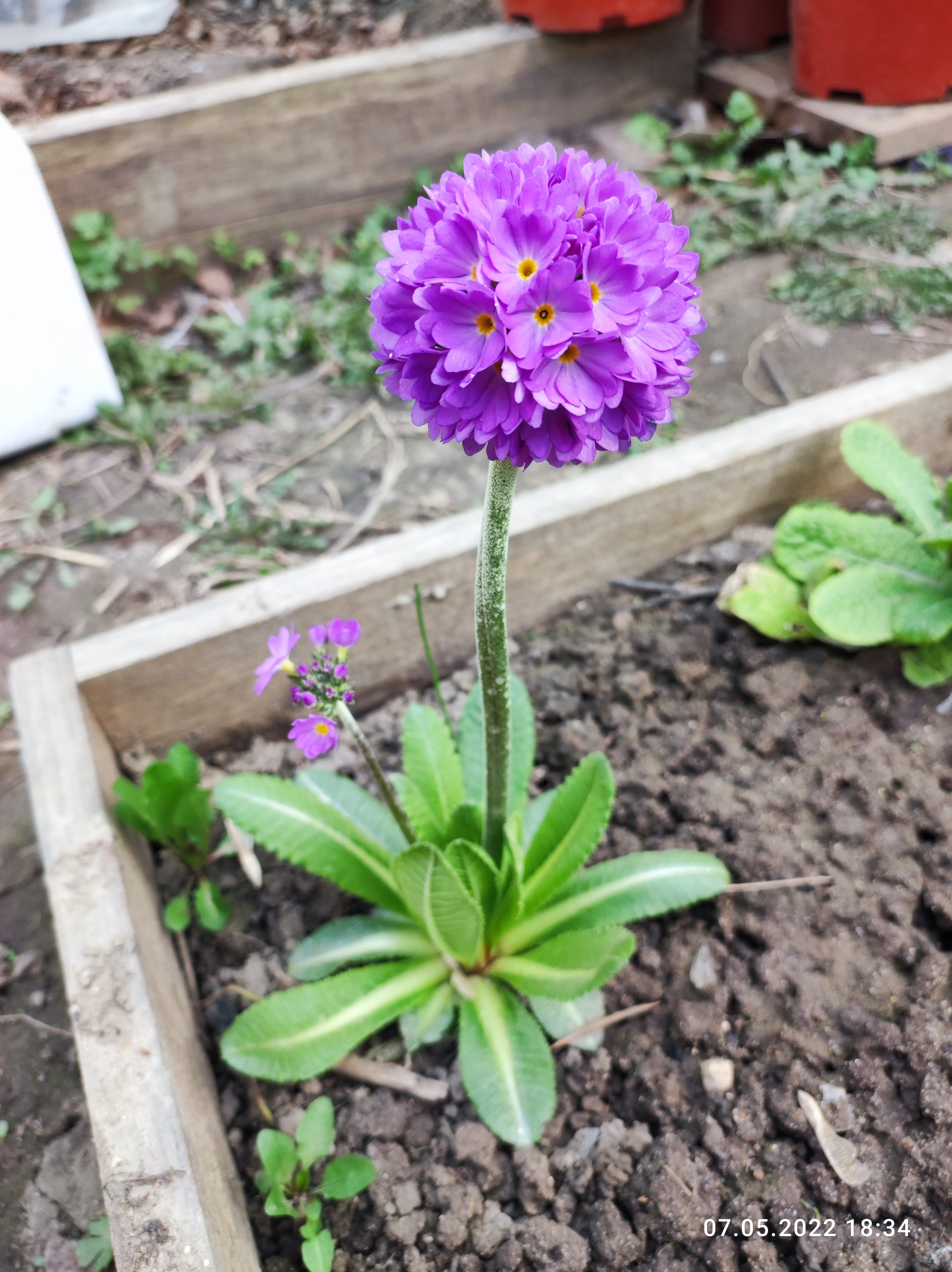 And beauty bloomed in our yard :) - My, Flowers, Daffodils flowers, Host, Longpost, The photo