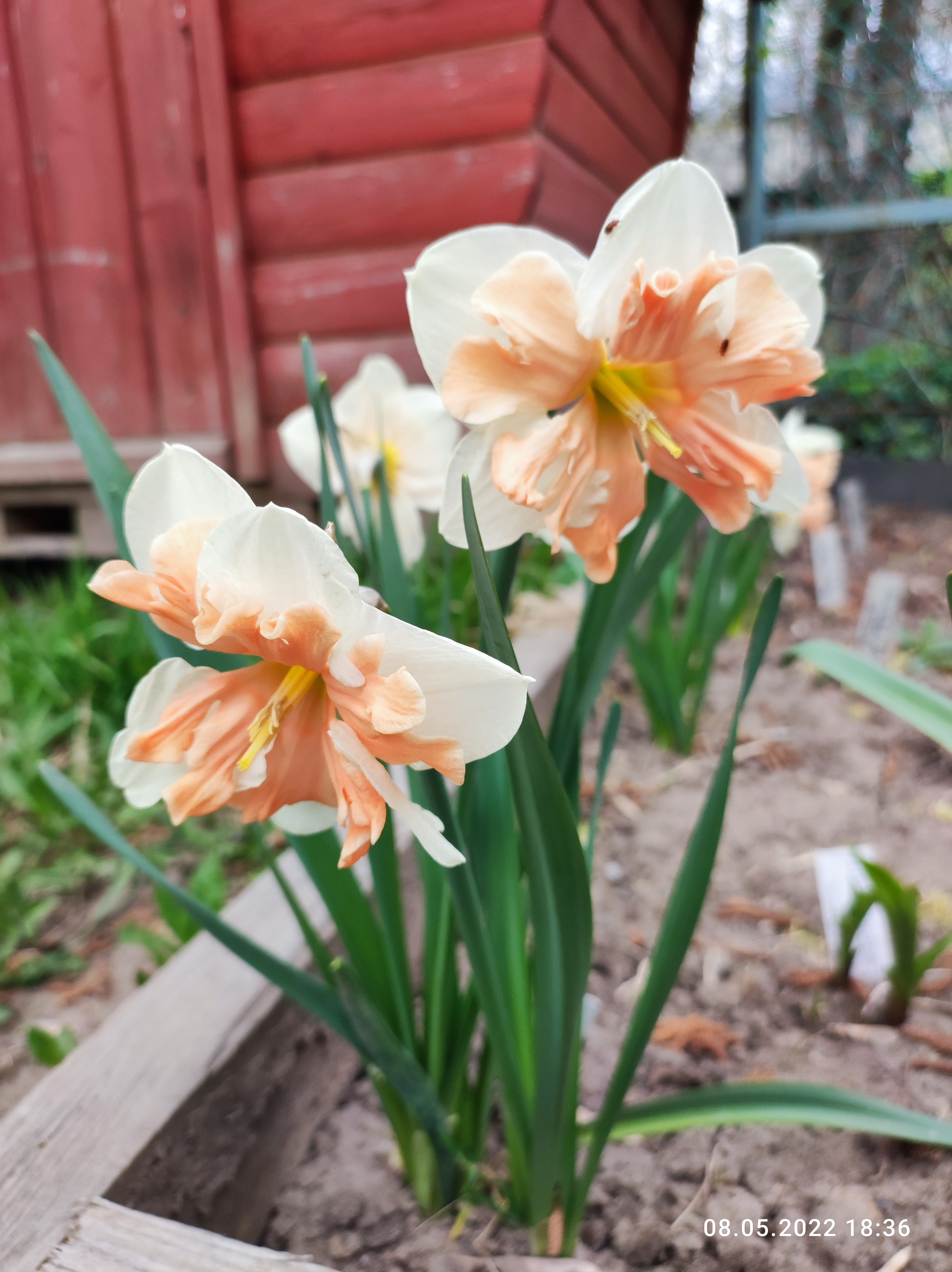 And beauty bloomed in our yard :) - My, Flowers, Daffodils flowers, Host, Longpost, The photo