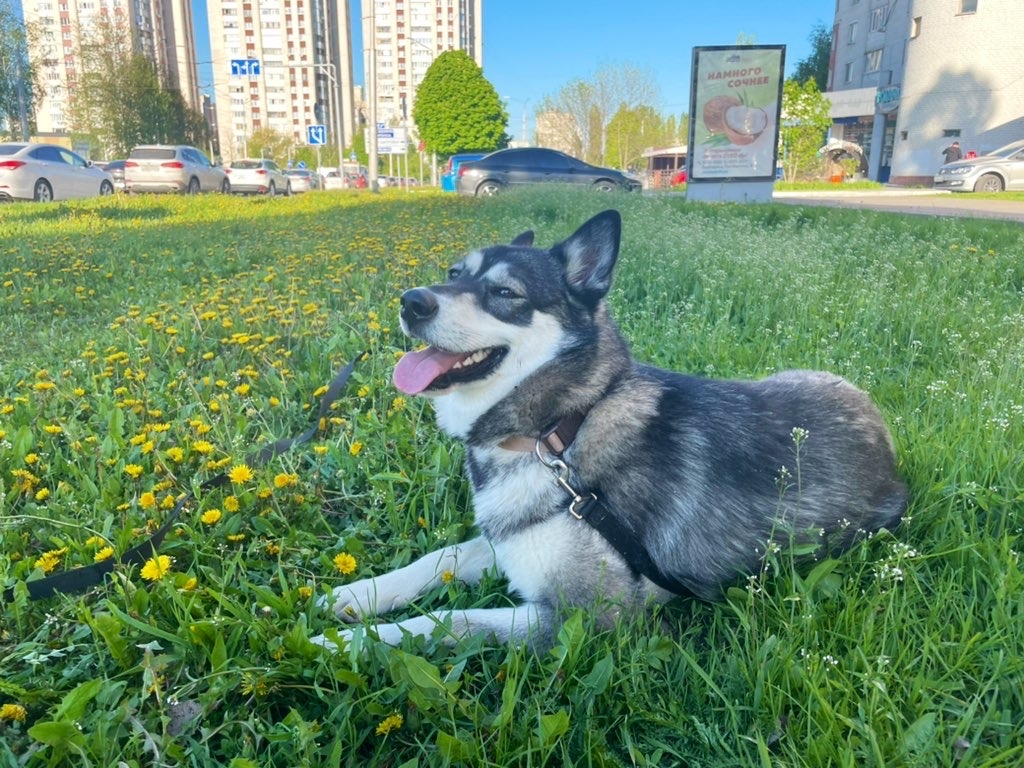 City of tulips and some husky! - My, Tulips, Husky, Belgorod, Spring, Longpost, Dog