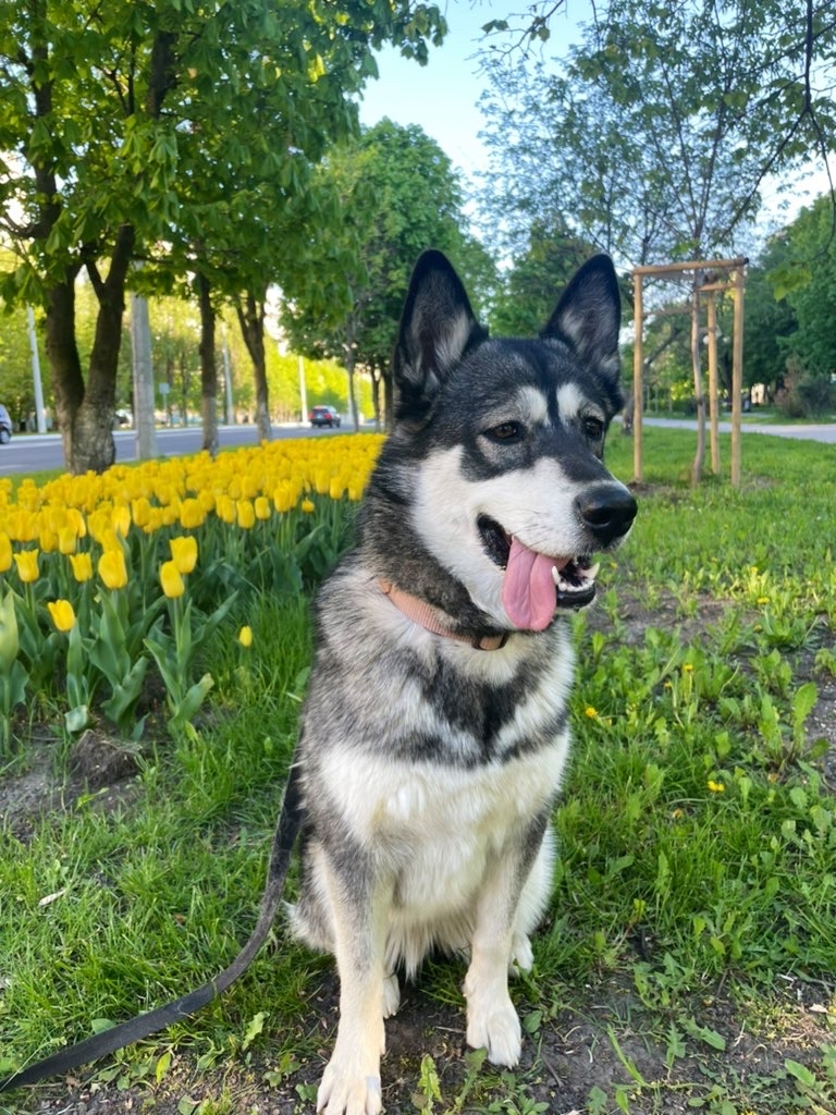 City of tulips and some husky! - My, Tulips, Husky, Belgorod, Spring, Longpost, Dog