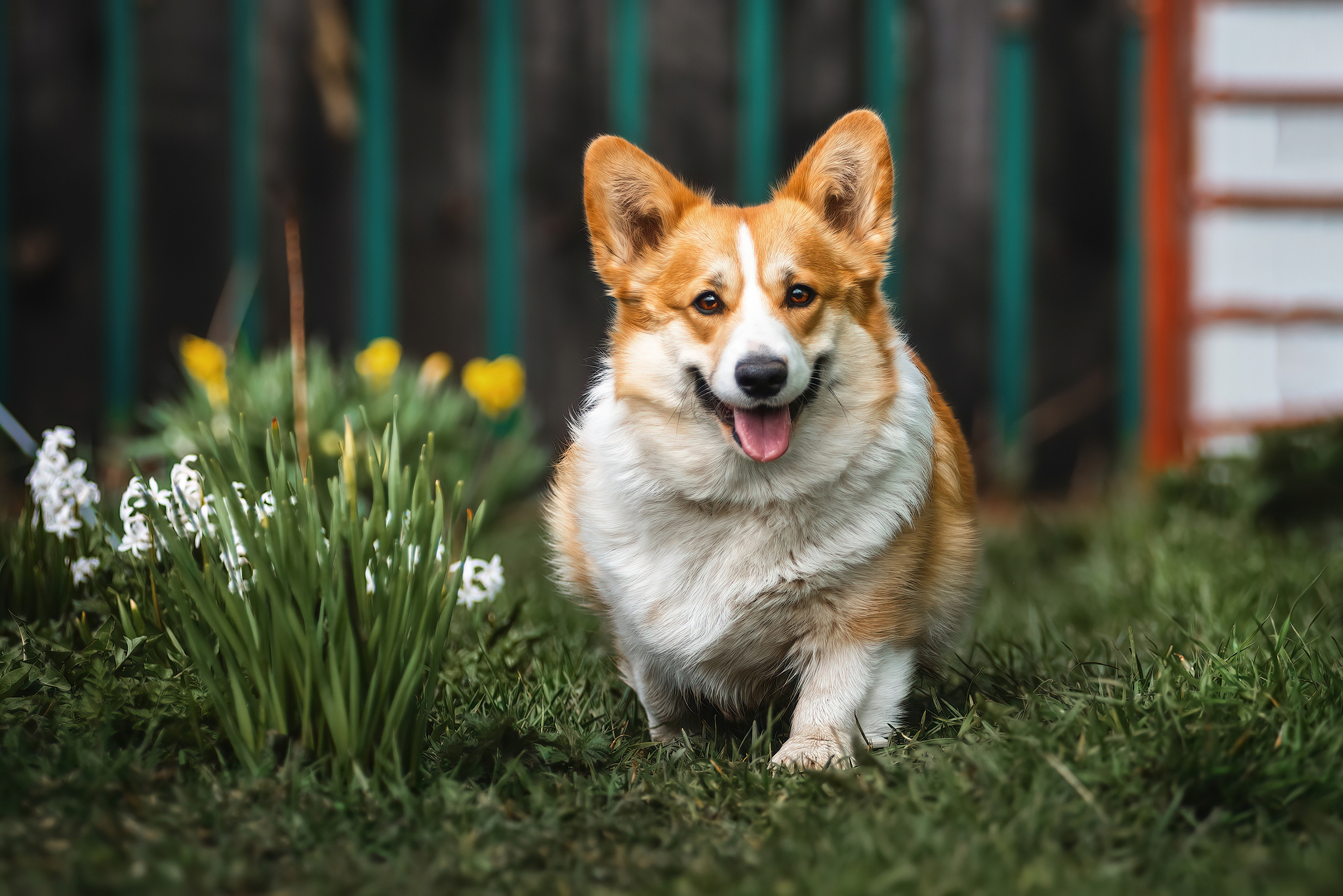 And again shortbread)) This time already adults - My, The photo, Dog, Pets, Corgi, Spring, Longpost