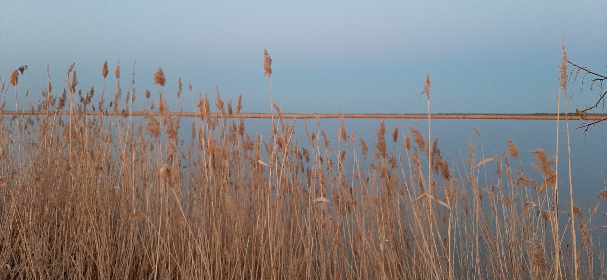 Spring - My, The photo, Nature, Reeds, Spring