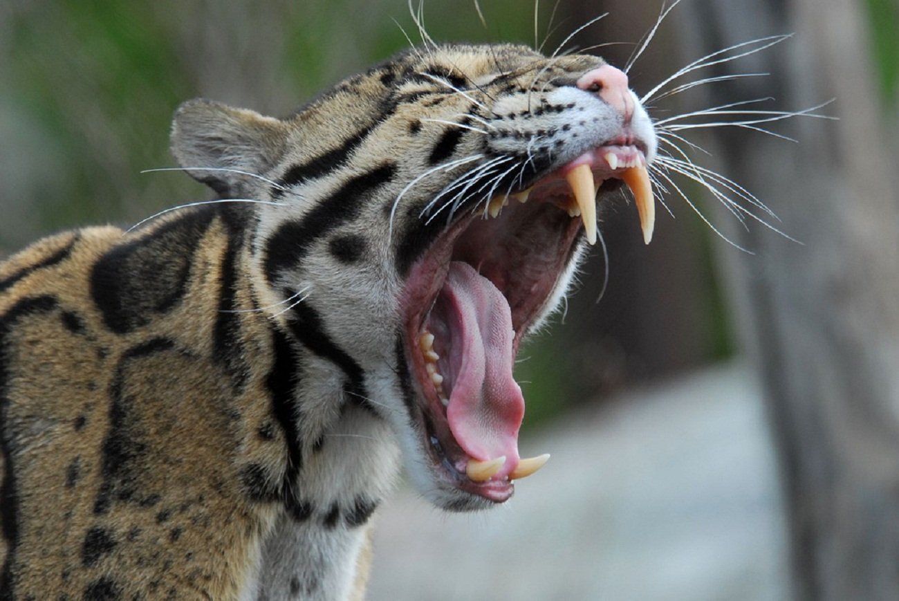 Smoky leopard. - Clouded leopard, Big cats, Cat family, Wild animals, Wild cat center, Predatory animals, Species conservation, Australia, Positive, Vertical video, Interesting, Longpost