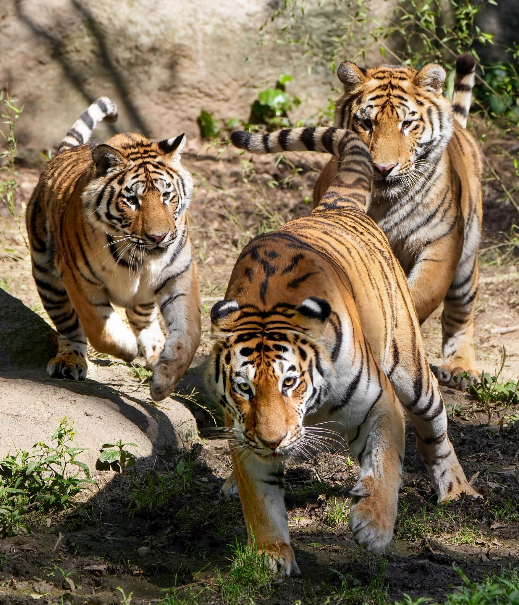 Funny and active kittens) - Tiger, Amur tiger, Tiger cubs, Big cats, Cat family, Predatory animals, Zoo, Shizuoka, Honshu, Japan, Rare view, Red Book, Species conservation, Positive, Wild animals, Longpost, Animal games, The photo