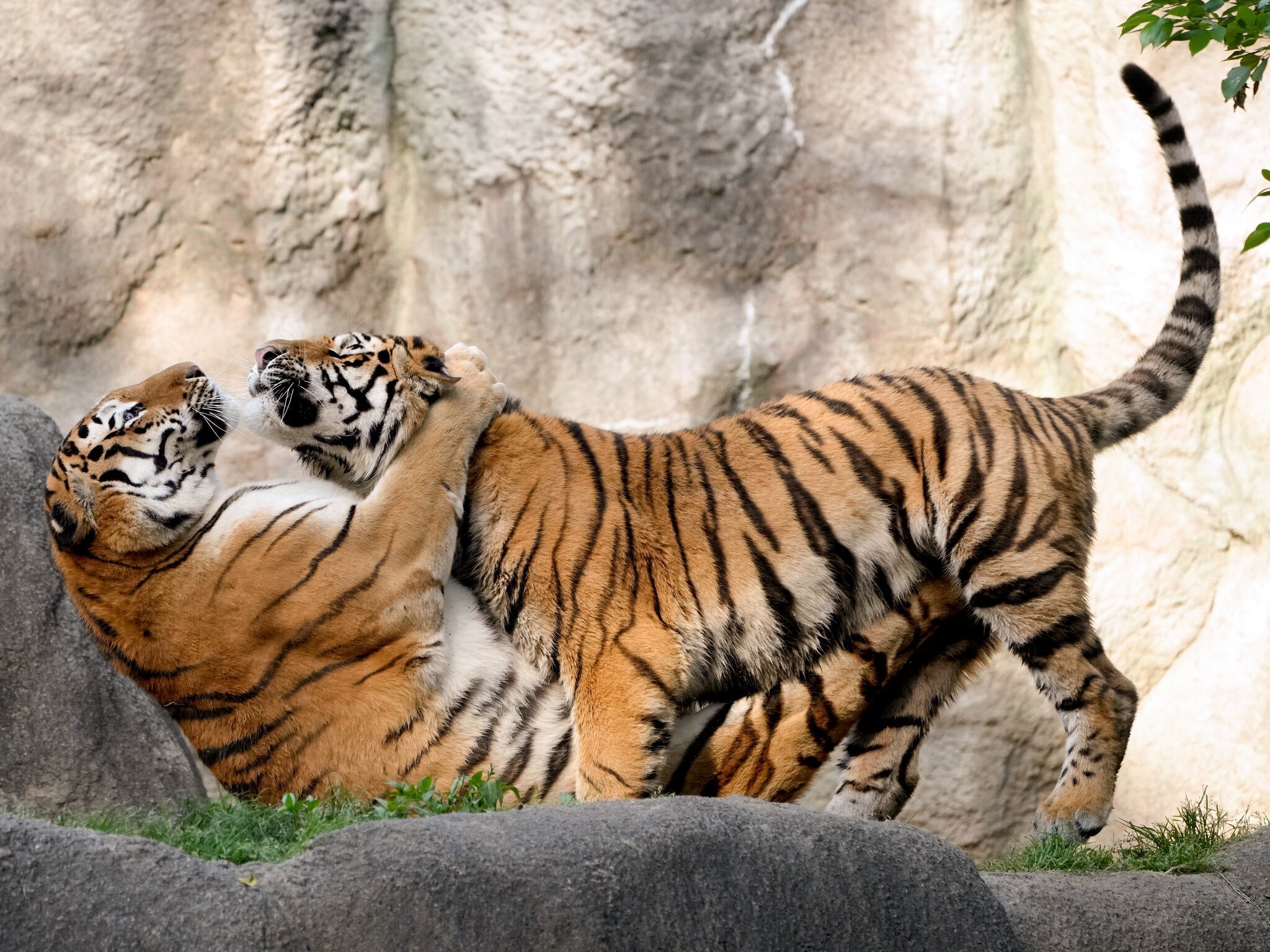 Funny and active kittens) - Tiger, Amur tiger, Tiger cubs, Big cats, Cat family, Predatory animals, Zoo, Shizuoka, Honshu, Japan, Rare view, Red Book, Species conservation, Positive, Wild animals, Longpost, Animal games, The photo