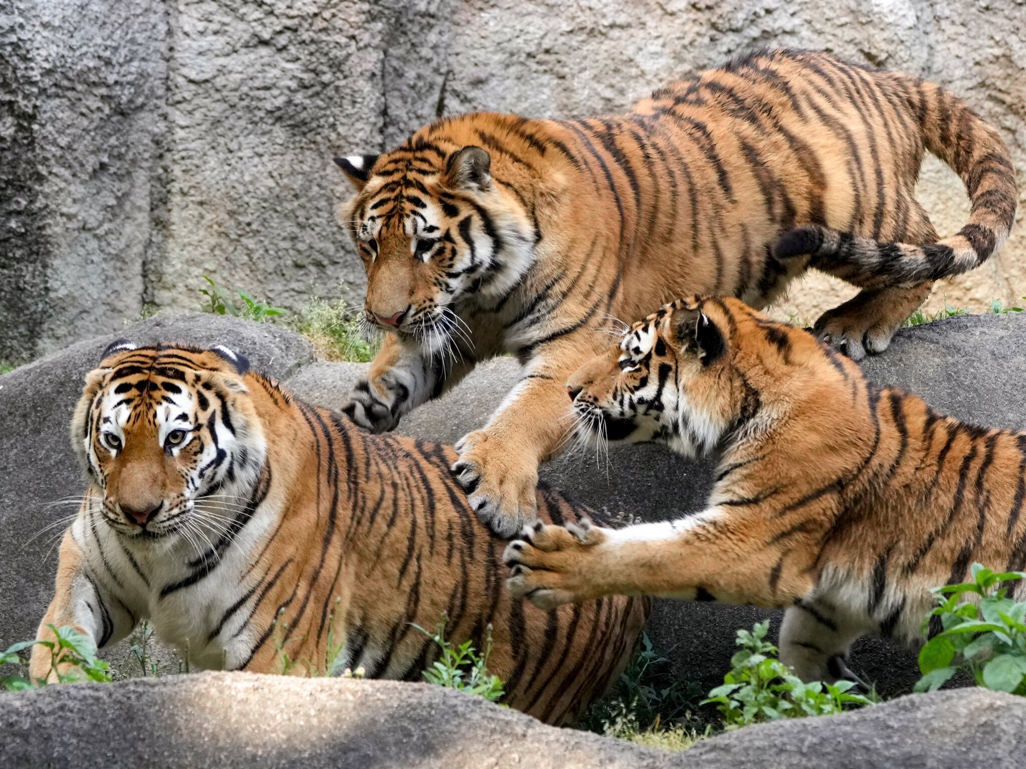 Funny and active kittens) - Tiger, Amur tiger, Tiger cubs, Big cats, Cat family, Predatory animals, Zoo, Shizuoka, Honshu, Japan, Rare view, Red Book, Species conservation, Positive, Wild animals, Longpost, Animal games, The photo