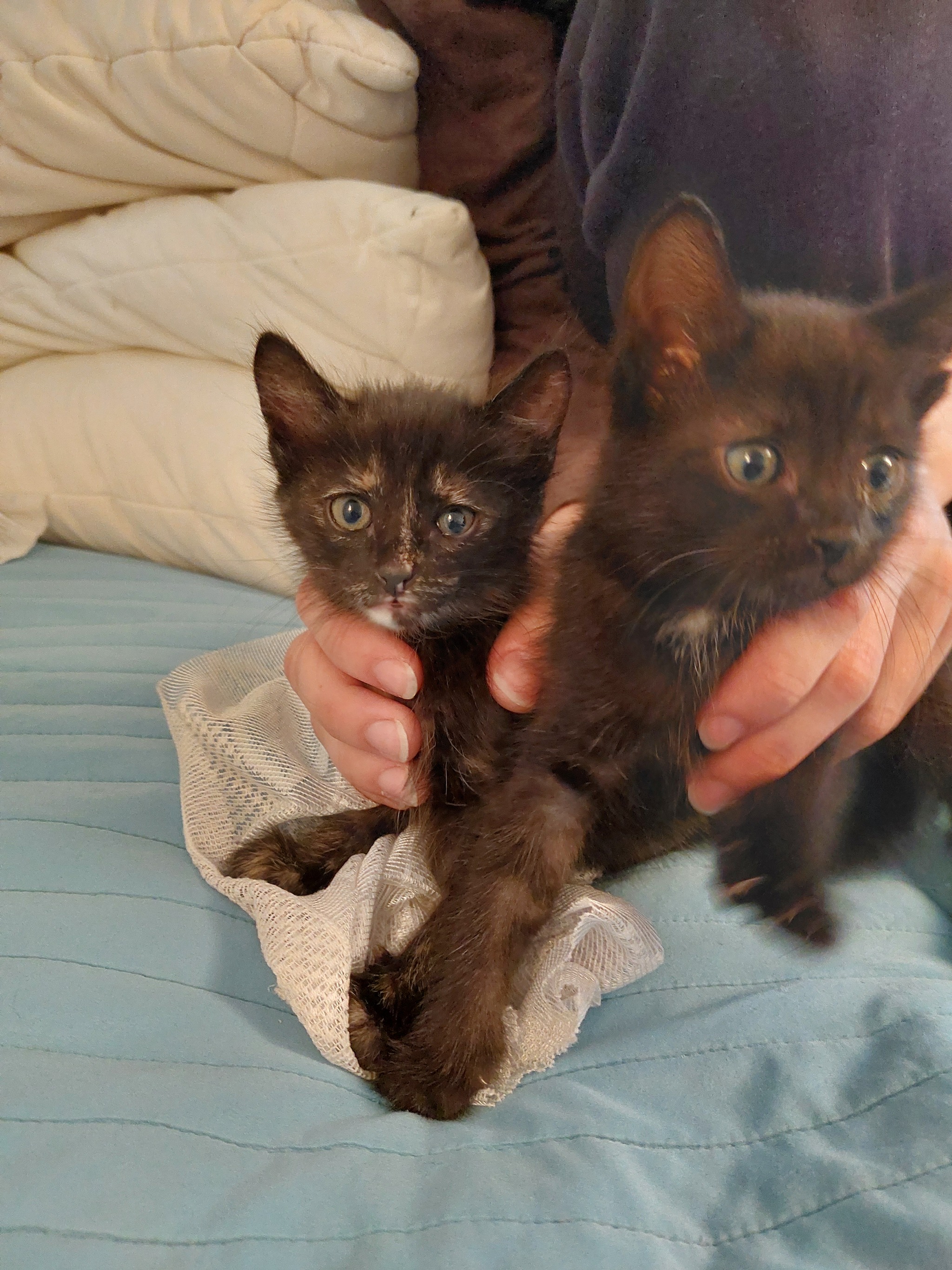 Kittens as a gift - My, Kittens, Foundling, Longpost, cat, In good hands, No rating, Moscow