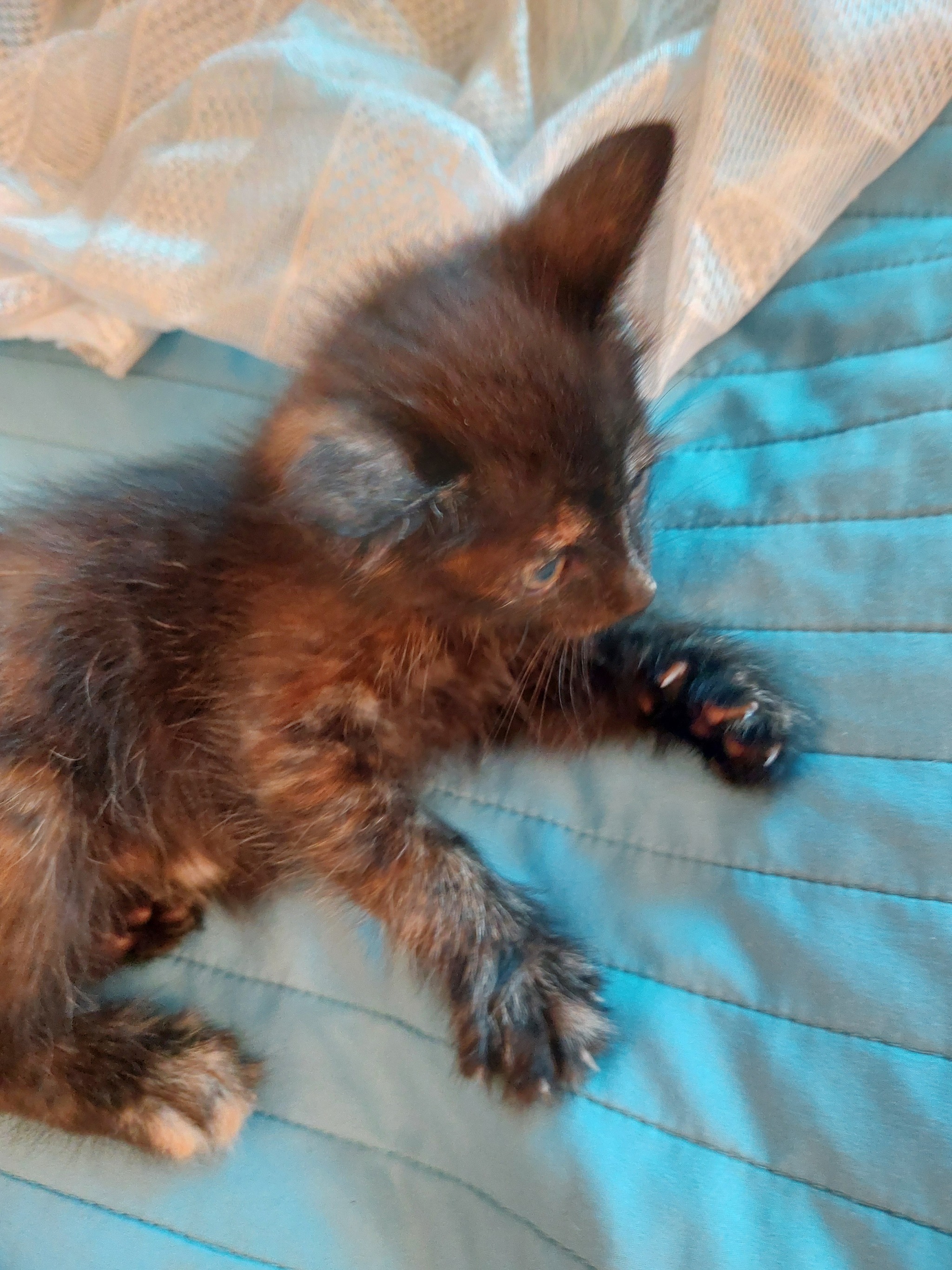 Kittens as a gift - My, Kittens, Foundling, Longpost, cat, In good hands, No rating, Moscow