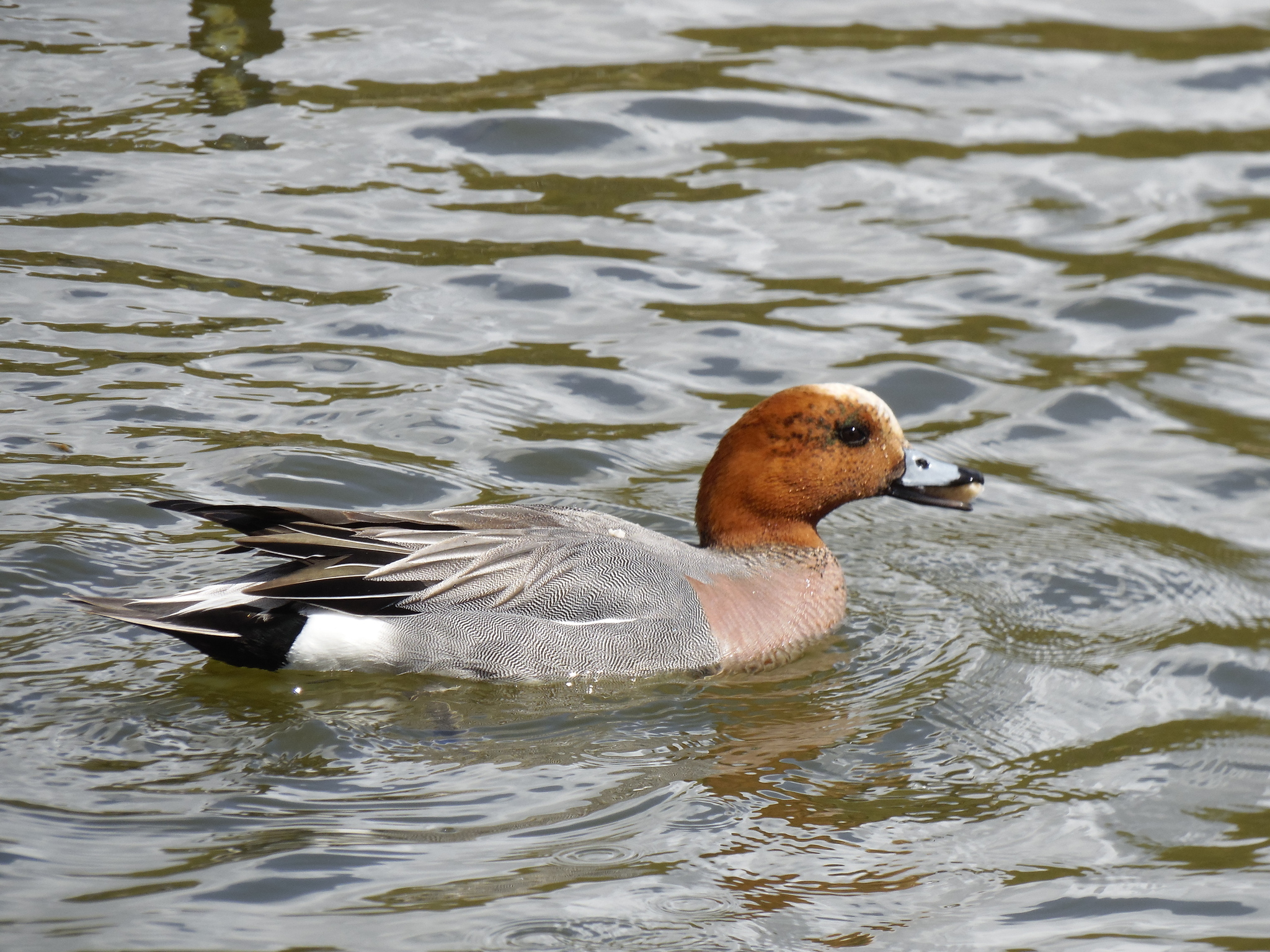 Connection in the city. - My, Zelenograd, Ornithology League, Ornithology, The photo, Duck, Lake, Longpost