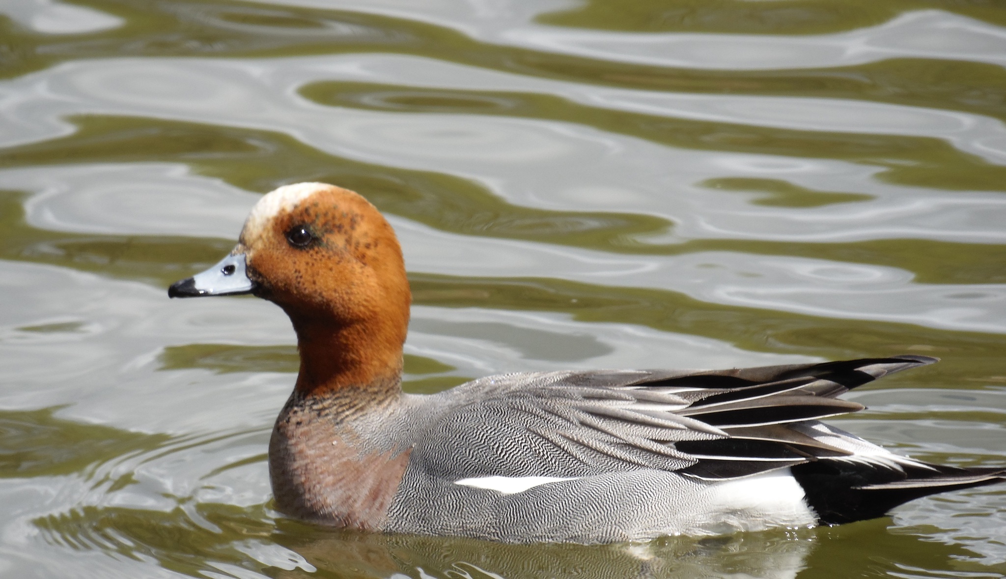 Connection in the city. - My, Zelenograd, Ornithology League, Ornithology, The photo, Duck, Lake, Longpost