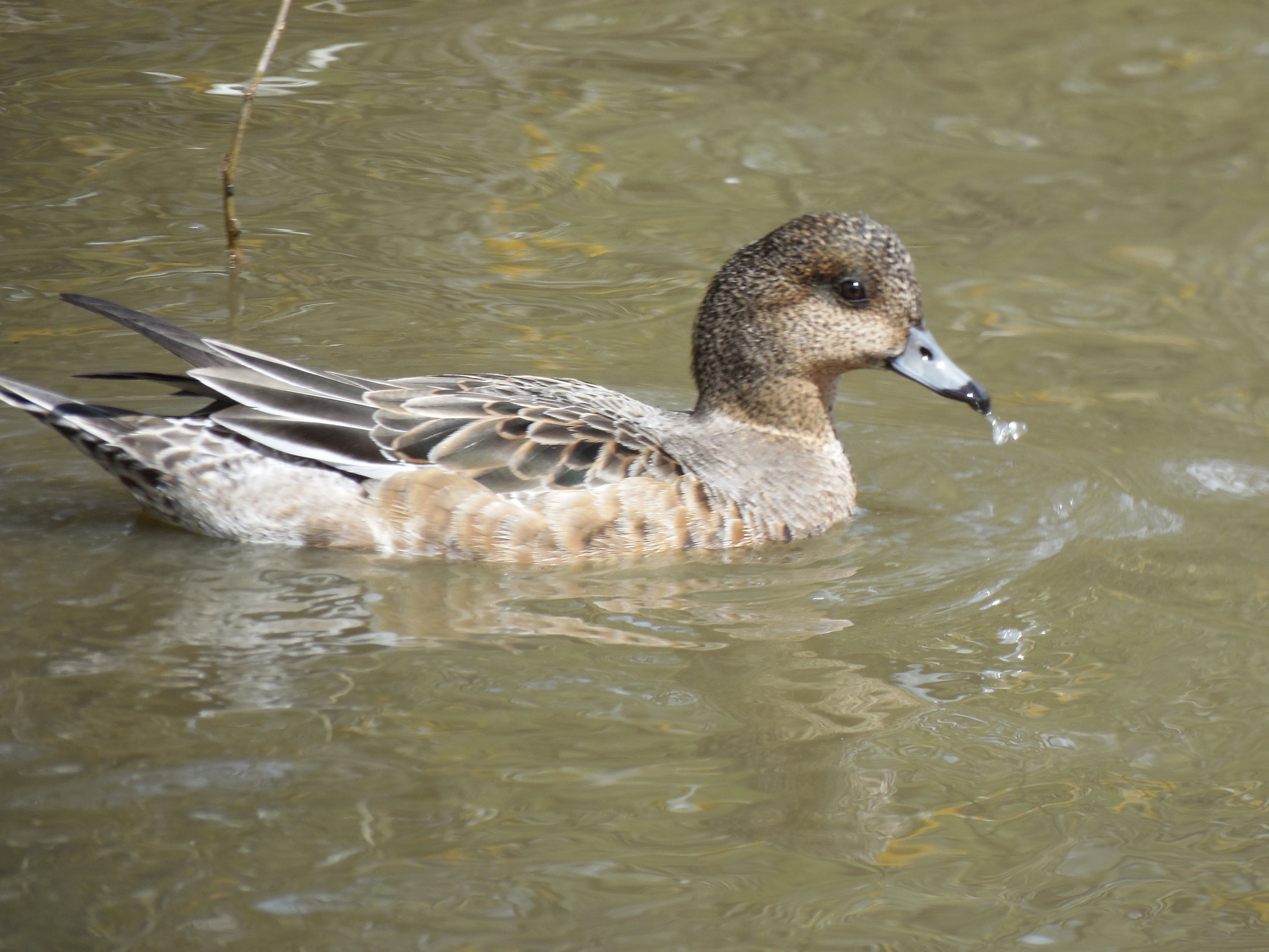 Connection in the city. - My, Zelenograd, Ornithology League, Ornithology, The photo, Duck, Lake, Longpost