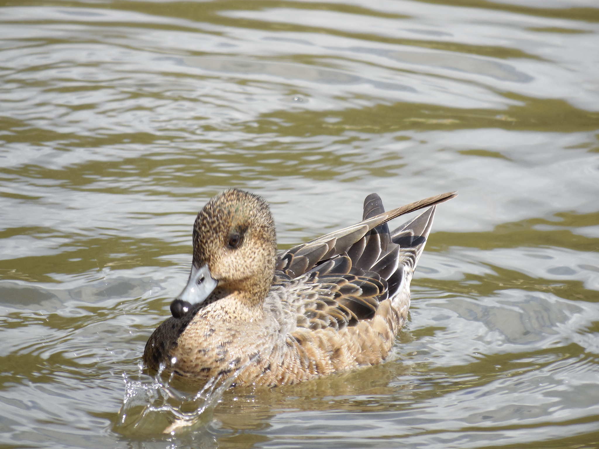 Connection in the city. - My, Zelenograd, Ornithology League, Ornithology, The photo, Duck, Lake, Longpost