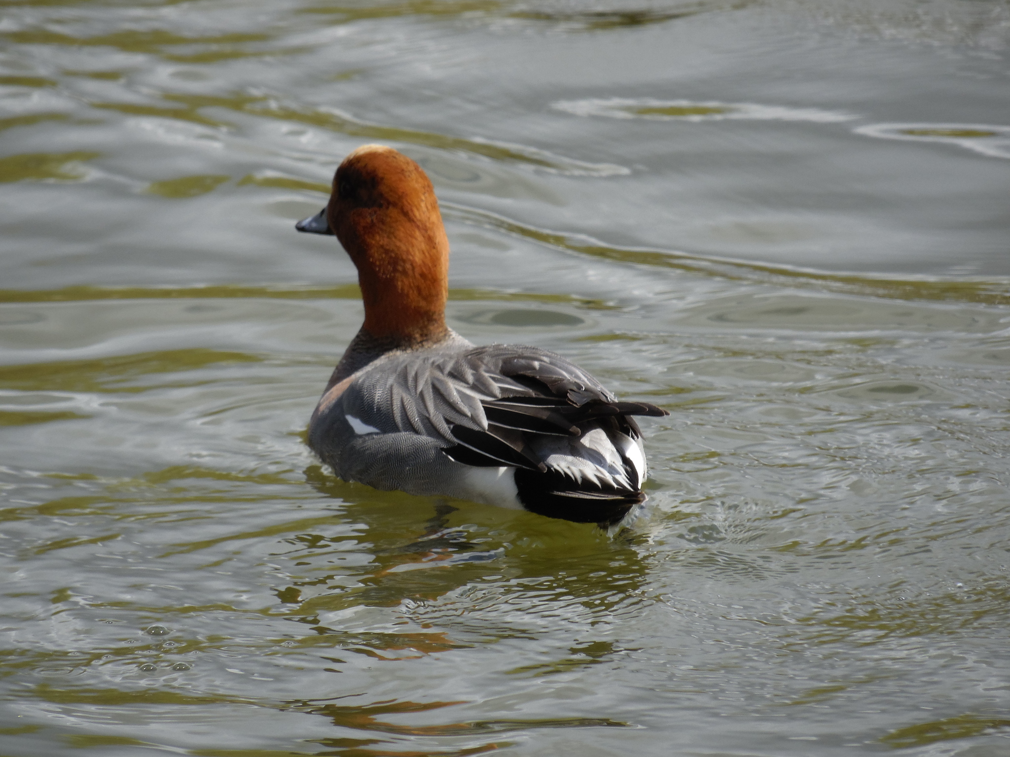 Connection in the city. - My, Zelenograd, Ornithology League, Ornithology, The photo, Duck, Lake, Longpost