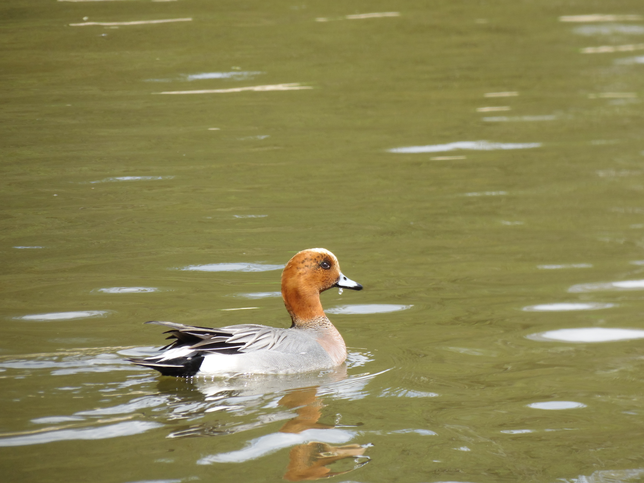 Connection in the city. - My, Zelenograd, Ornithology League, Ornithology, The photo, Duck, Lake, Longpost