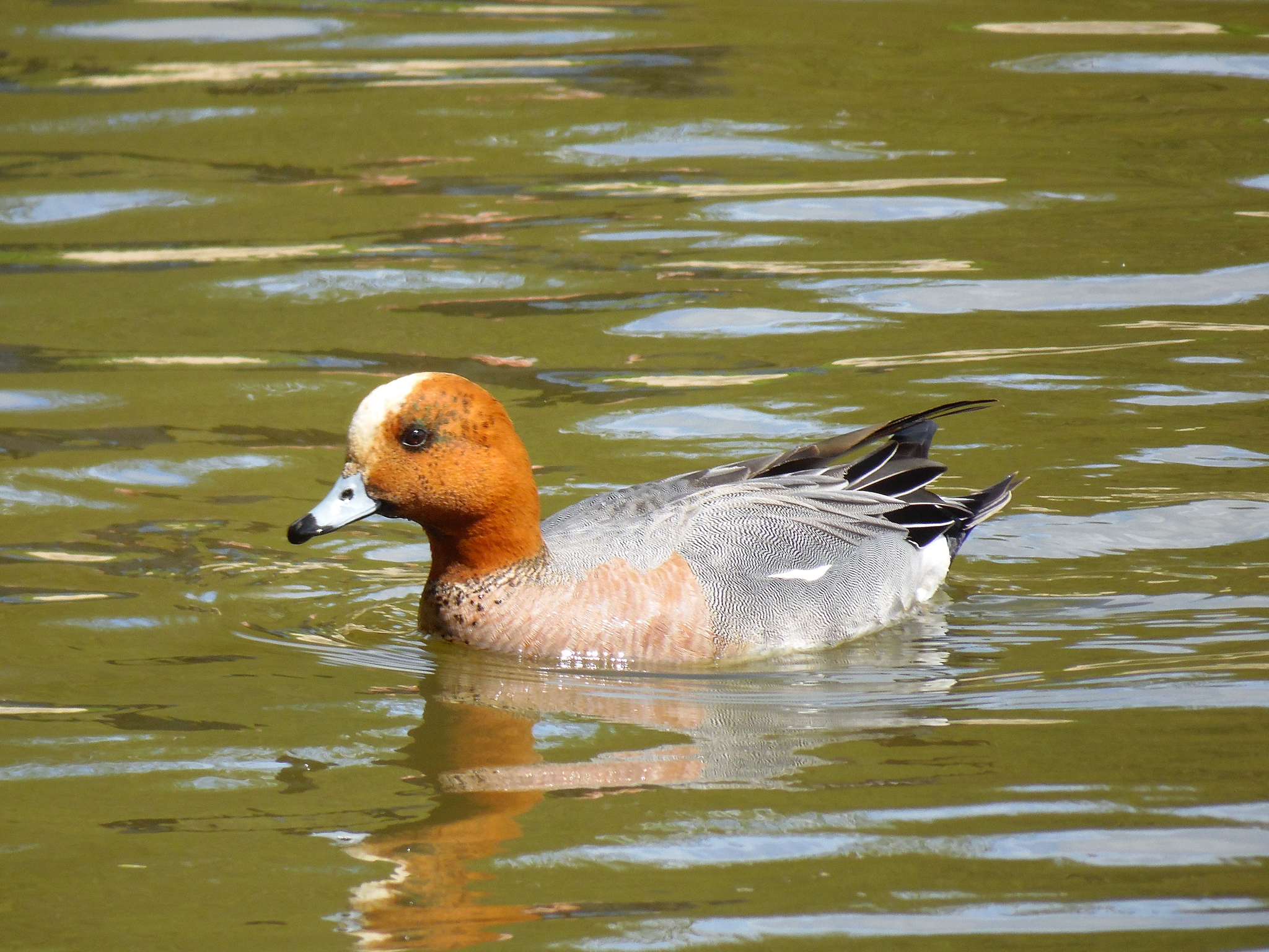 Connection in the city. - My, Zelenograd, Ornithology League, Ornithology, The photo, Duck, Lake, Longpost