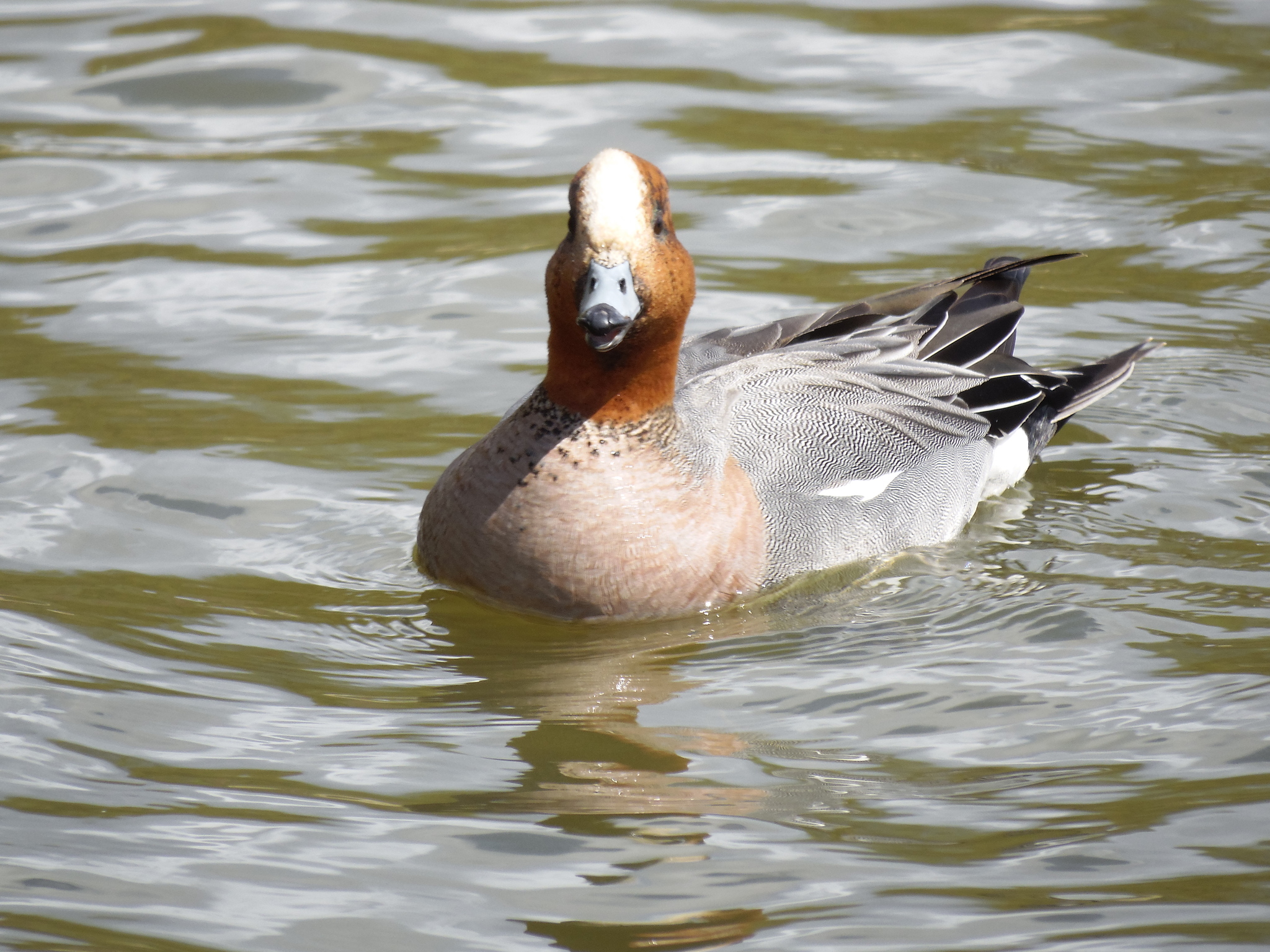 Connection in the city. - My, Zelenograd, Ornithology League, Ornithology, The photo, Duck, Lake, Longpost