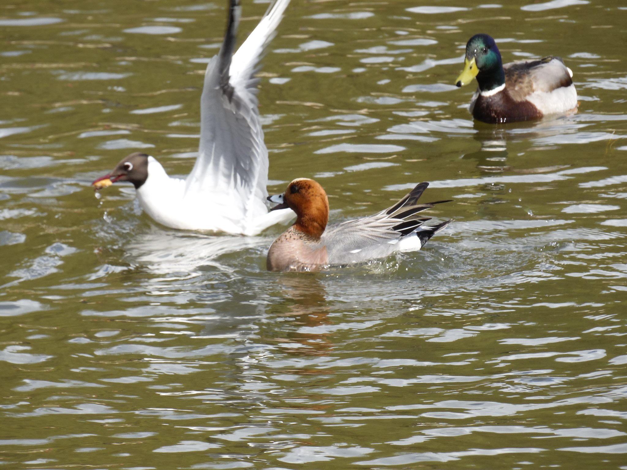 Connection in the city. - My, Zelenograd, Ornithology League, Ornithology, The photo, Duck, Lake, Longpost