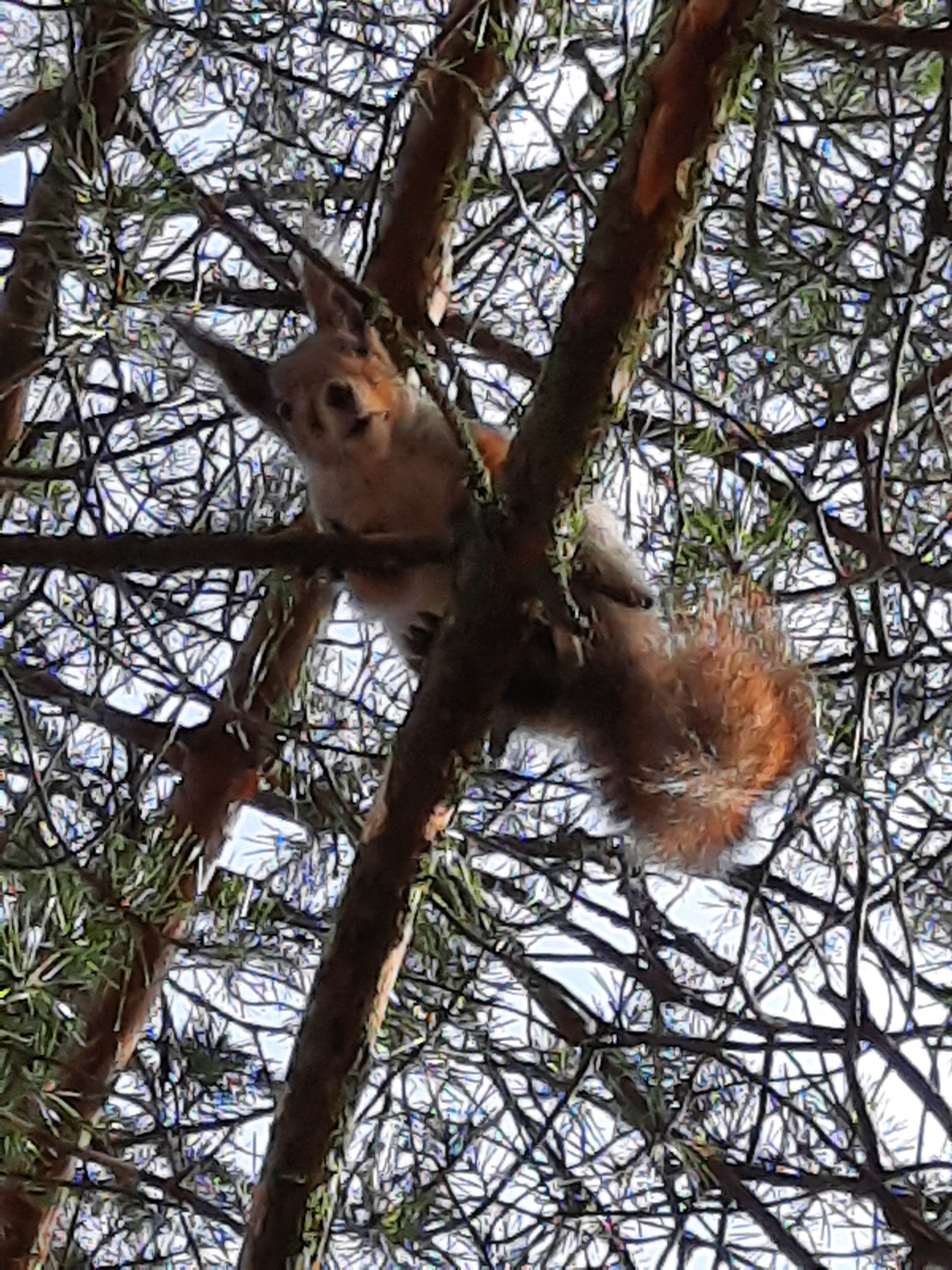 And here comes the squirrel)) - My, Dacha, Animals, beauty of nature, Saint Petersburg, Gardening, Joy, Longpost