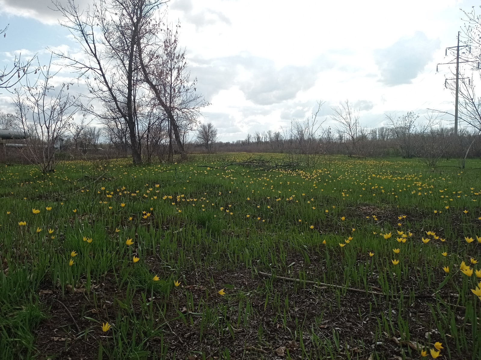 Endless field of tulips - My, Mobile photography, Beginning photographer, Nature, Flowers, Tulips, May, Field, The photo, Photo on sneaker