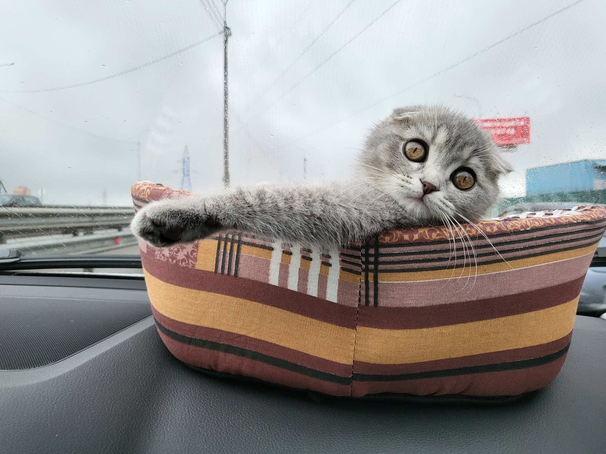 Who ordered a taxi to Dubrovka - My, cat, Laugh, Humor, Pets, The photo