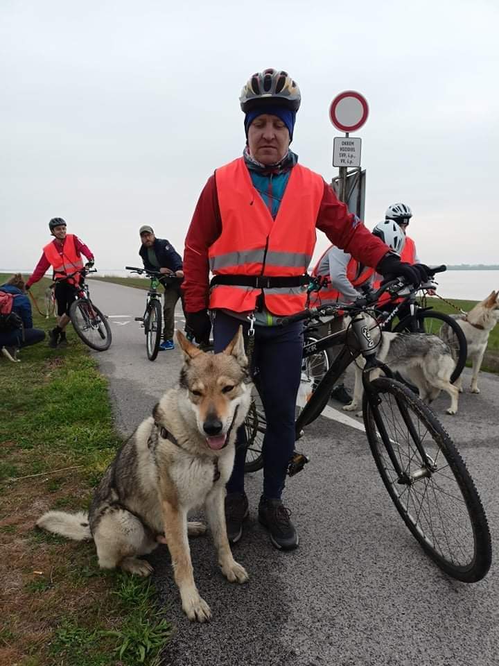 Czechoslovak Vlchak. - Czechoslovak Vlcak, Wolf, Dog, Wolfhound, Longpost