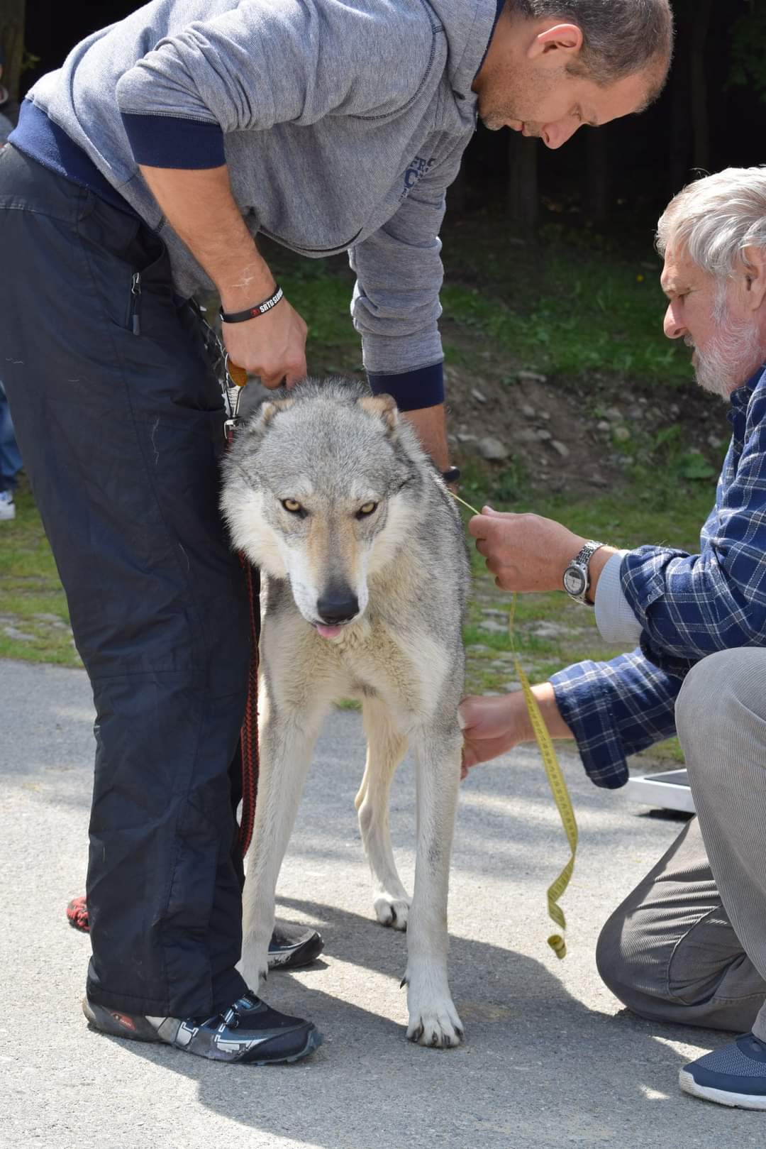 Czechoslovak Vlchak. - Czechoslovak Vlcak, Wolf, Dog, Wolfhound, Longpost