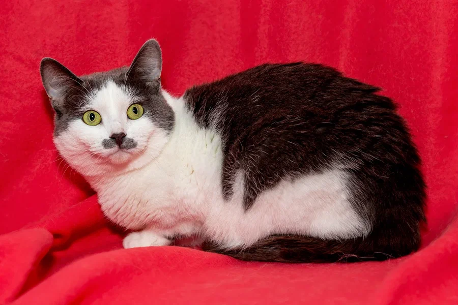 Васька, потому что Премудрая | Пикабу