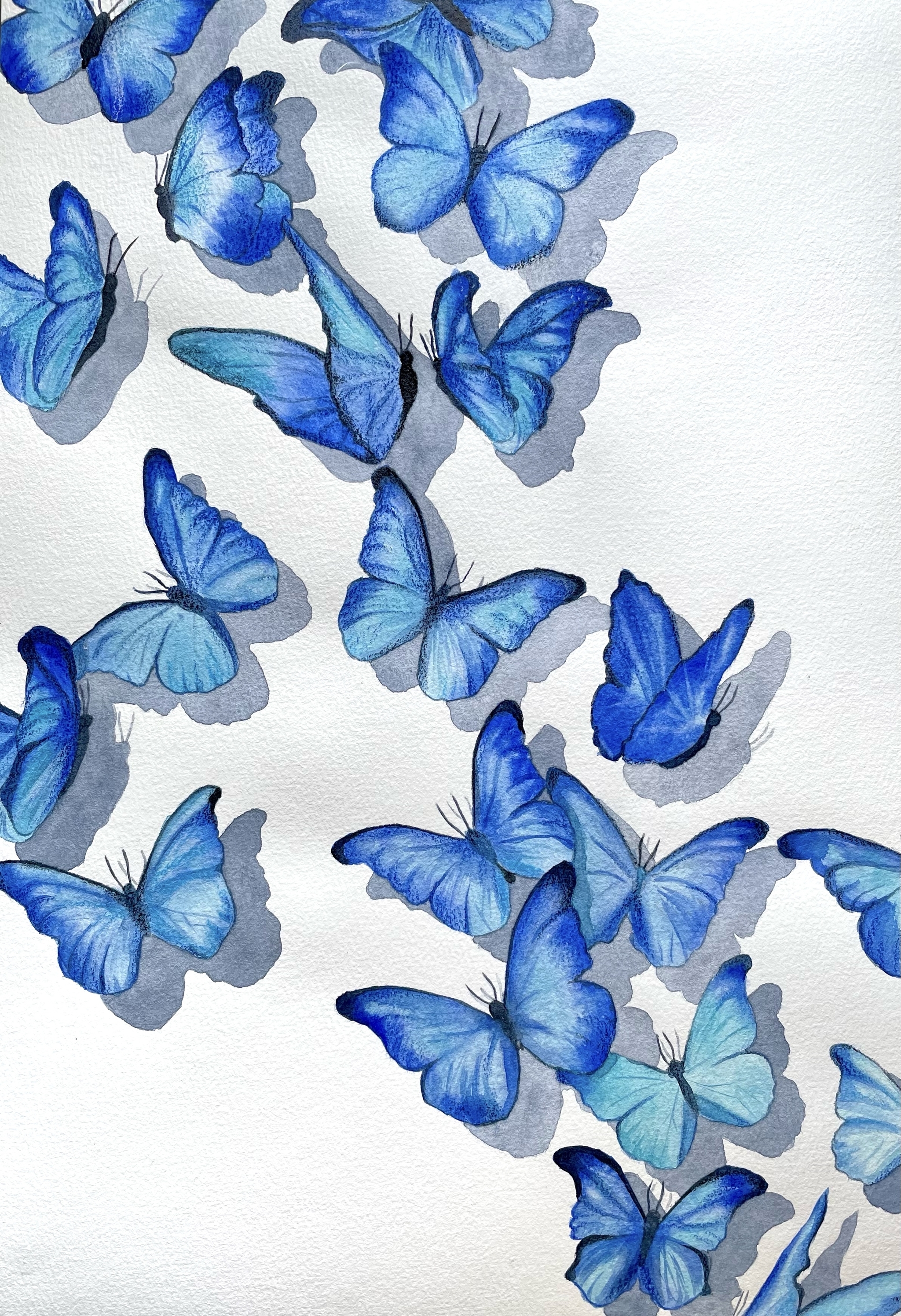 Бело голубые бабочки. Синяя бабочка. Много бабочек. Красивые бабочки. Бабочки цветные.