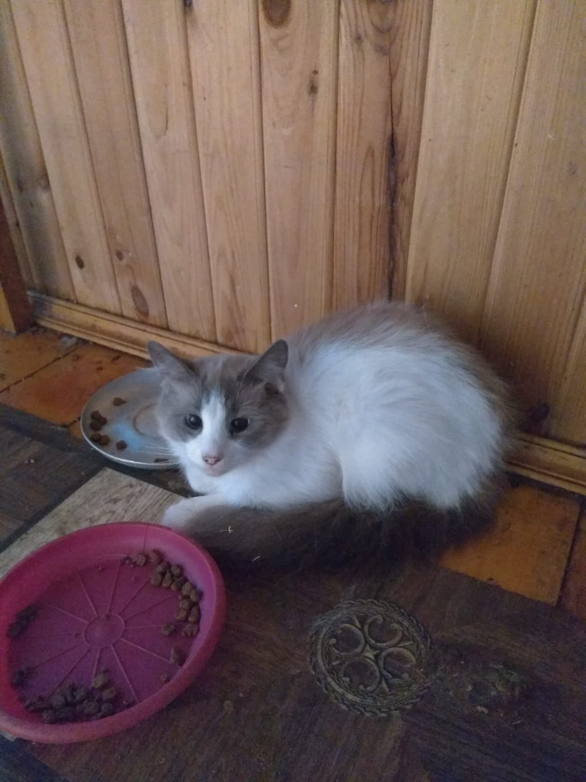 Domestic and outdoor cats - No rating, cat, Help, In good hands, Sergiev Posad, Khotkovo, Abramtsevo, Sofrino, Krasnozavodsk, Peresvet, Moscow region, Подмосковье, Longpost