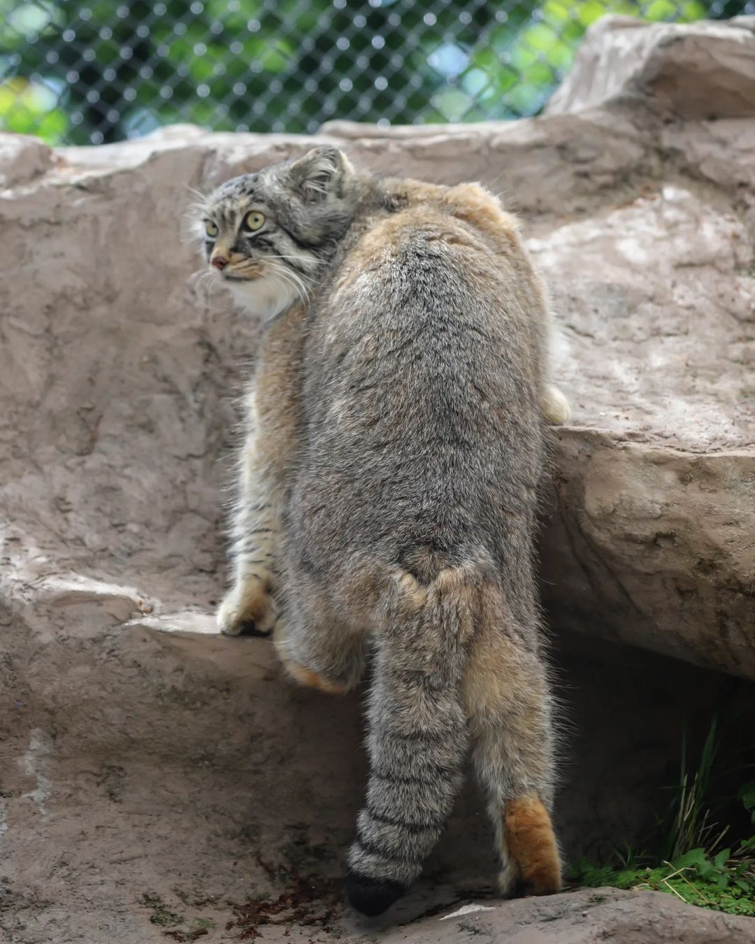 Do not iron? - Pallas' cat, Small cats, Cat family, Fluffy, Pet the cat, Predatory animals, Wild animals, Yokohama, Japan, Zoo, Rare view, Red Book, Positive, The photo