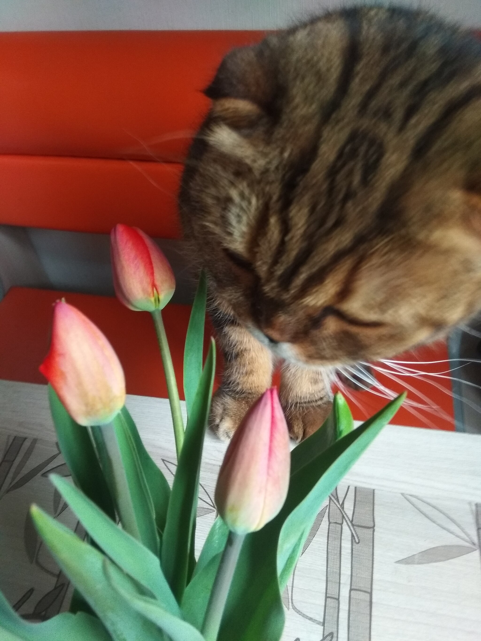 Tulipophilia - My, Tulips, Scottish lop-eared, cat, Spring, Flowers, Longpost